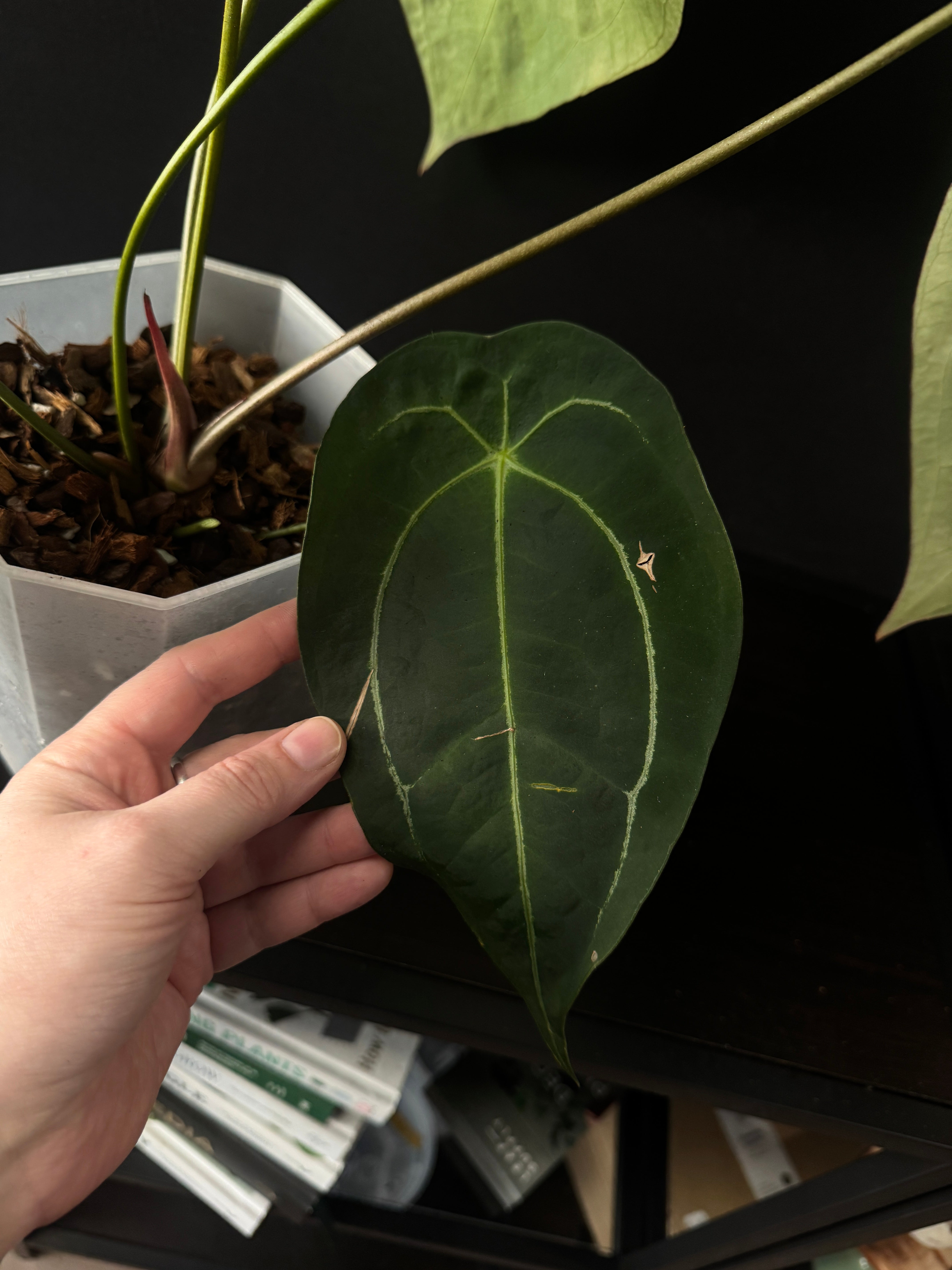 Anthurium Forgetii x (hybrid)