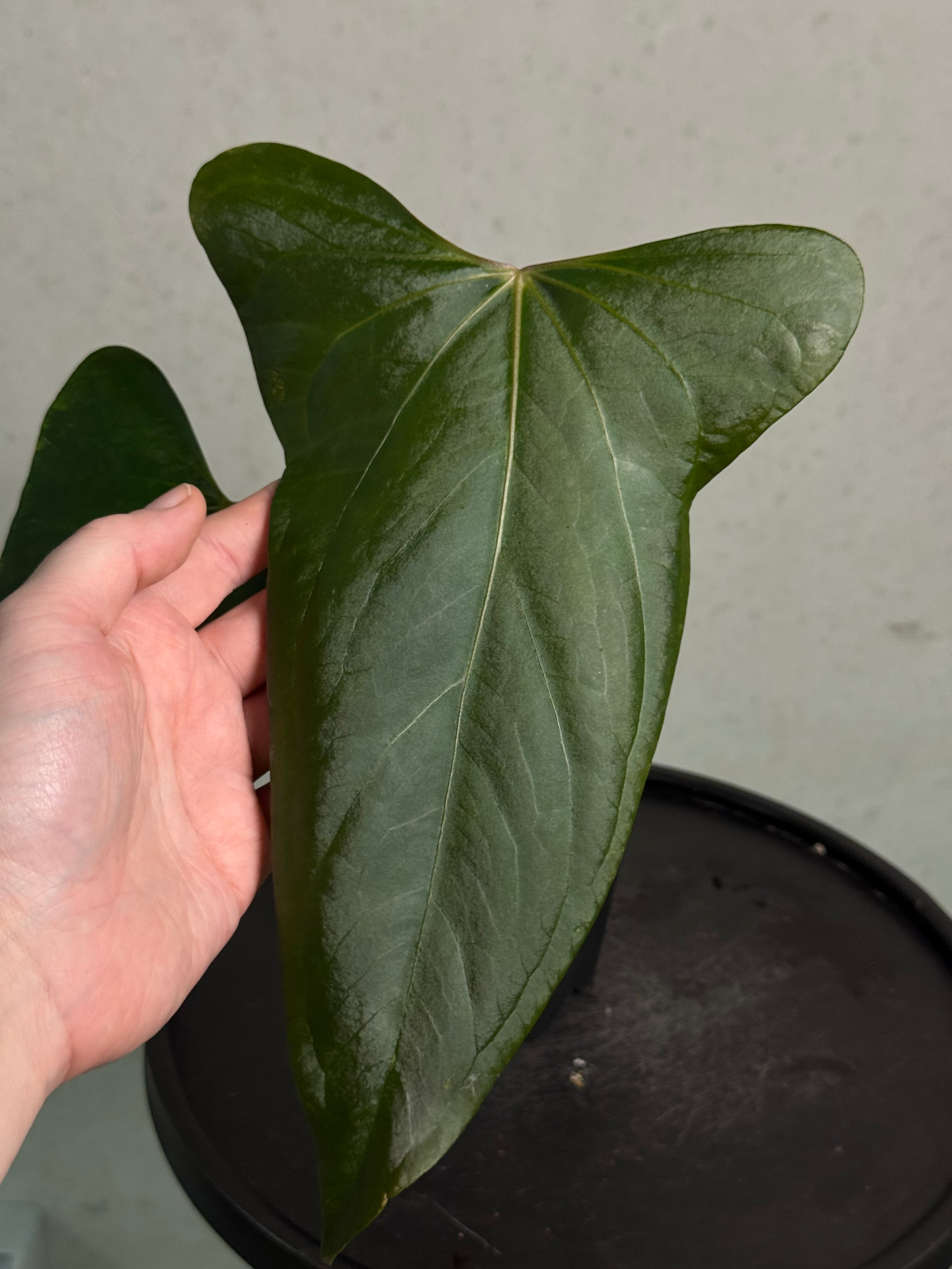Anthurium Indo Portillae - Clone - SMUKHI