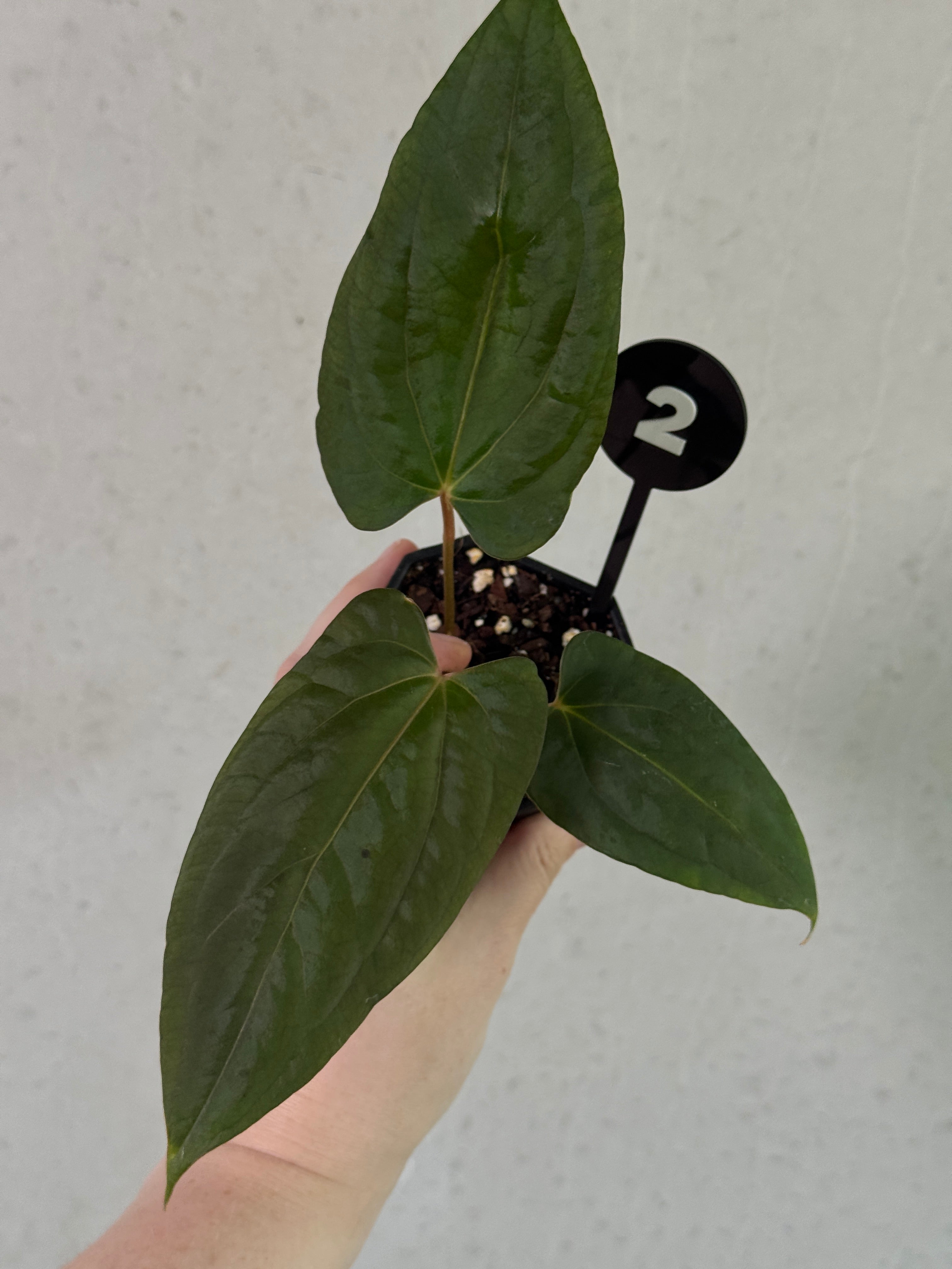 Anthurium Fort Sherman S1 x Carlablackiae plant by SMUKHI, featuring lush green leaves and vibrant spathes in a decorative pot.