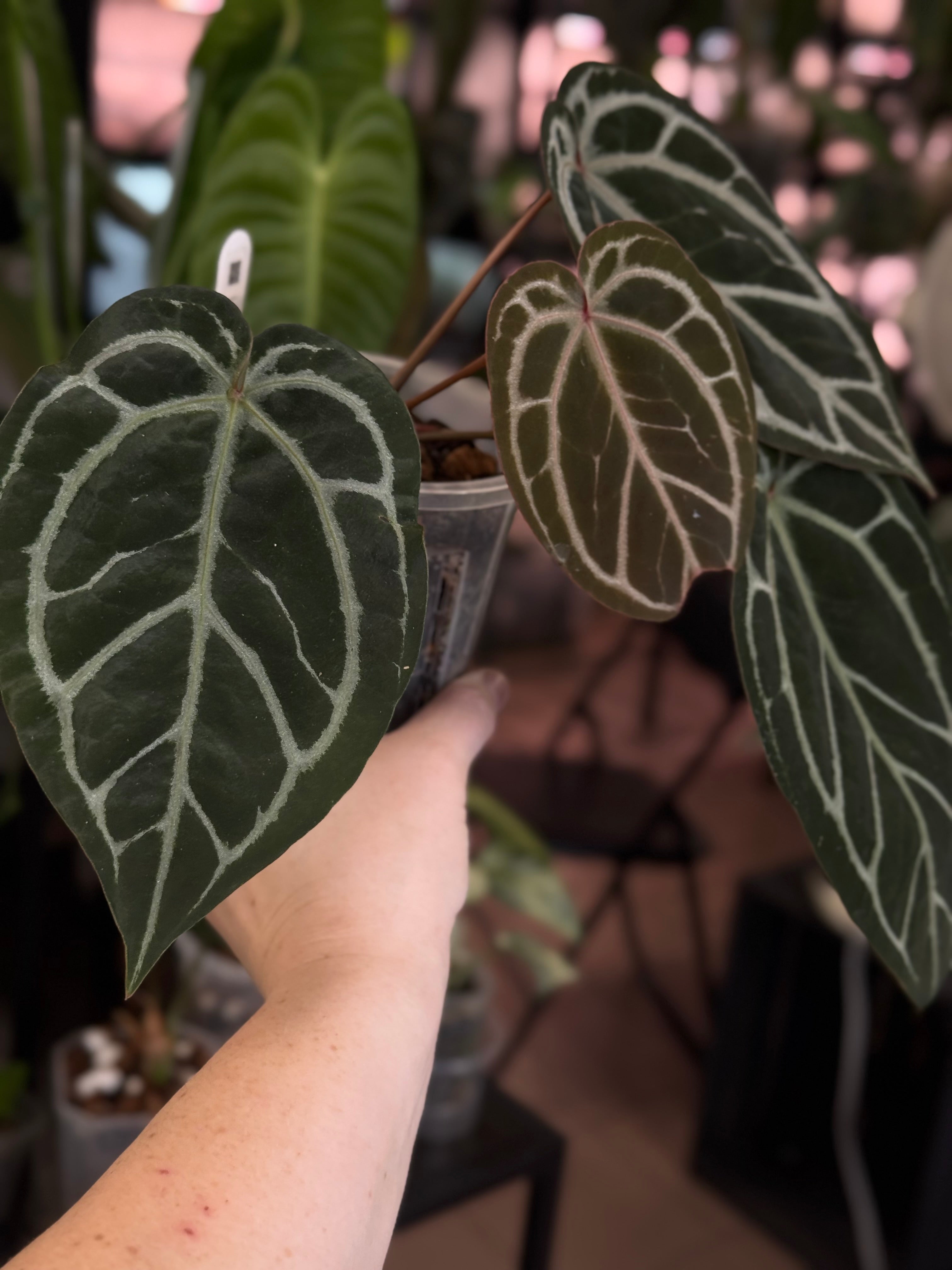 Anthurium Red Crystallinum x self - SMUKHI