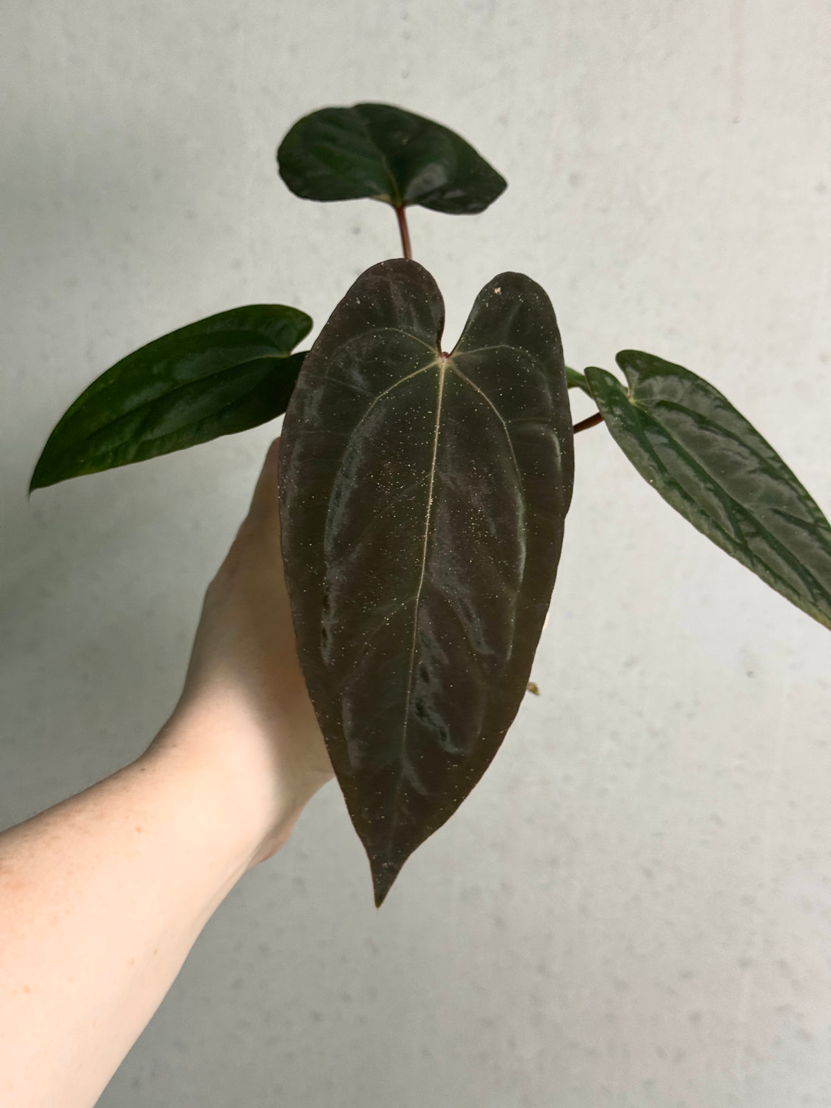 Anthurium Fort Sherman x open