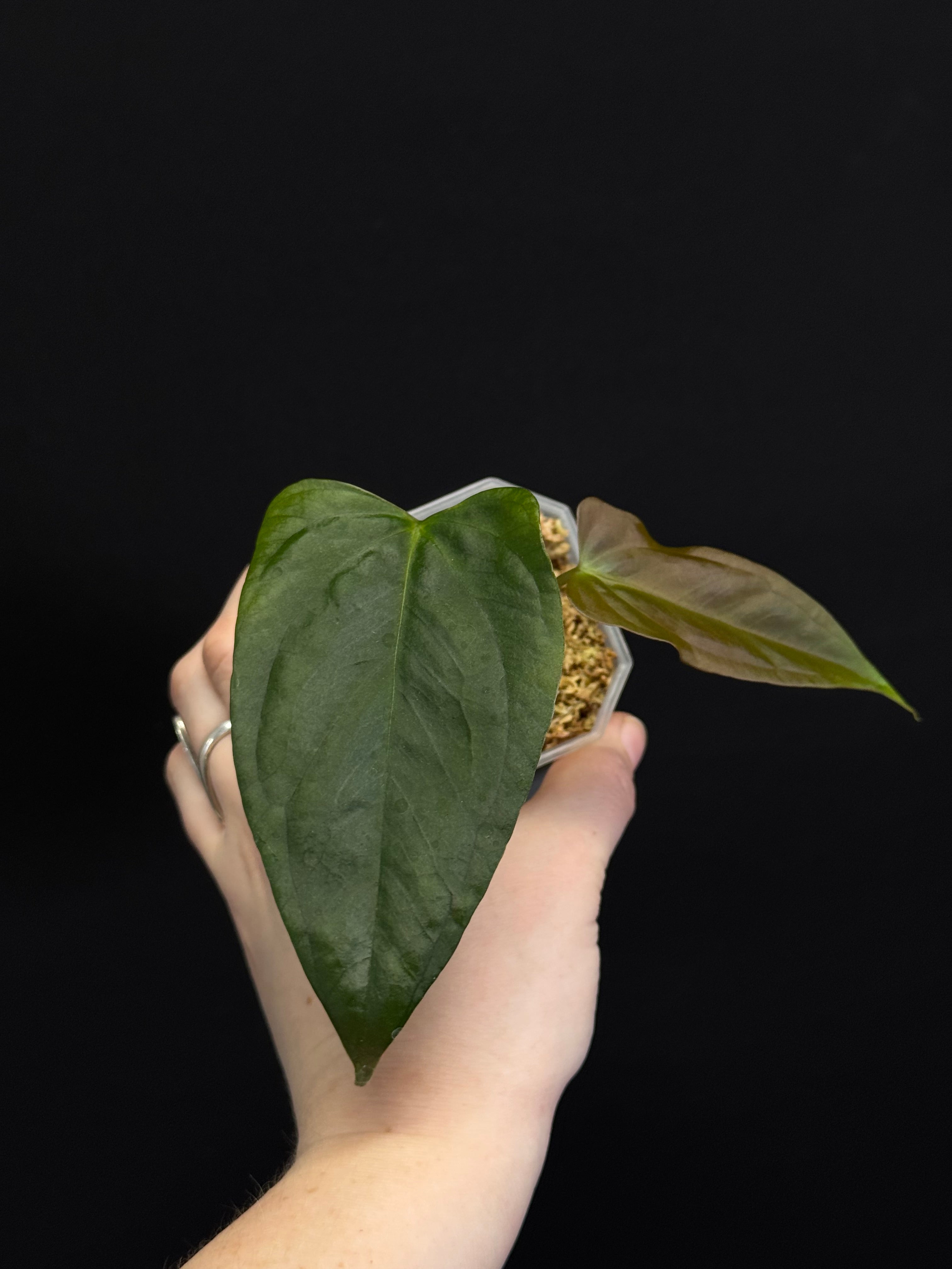 Anthurium (Subsignatum x Papillilaminum 'Marie') x FSxRL ‘Grim Reaper’