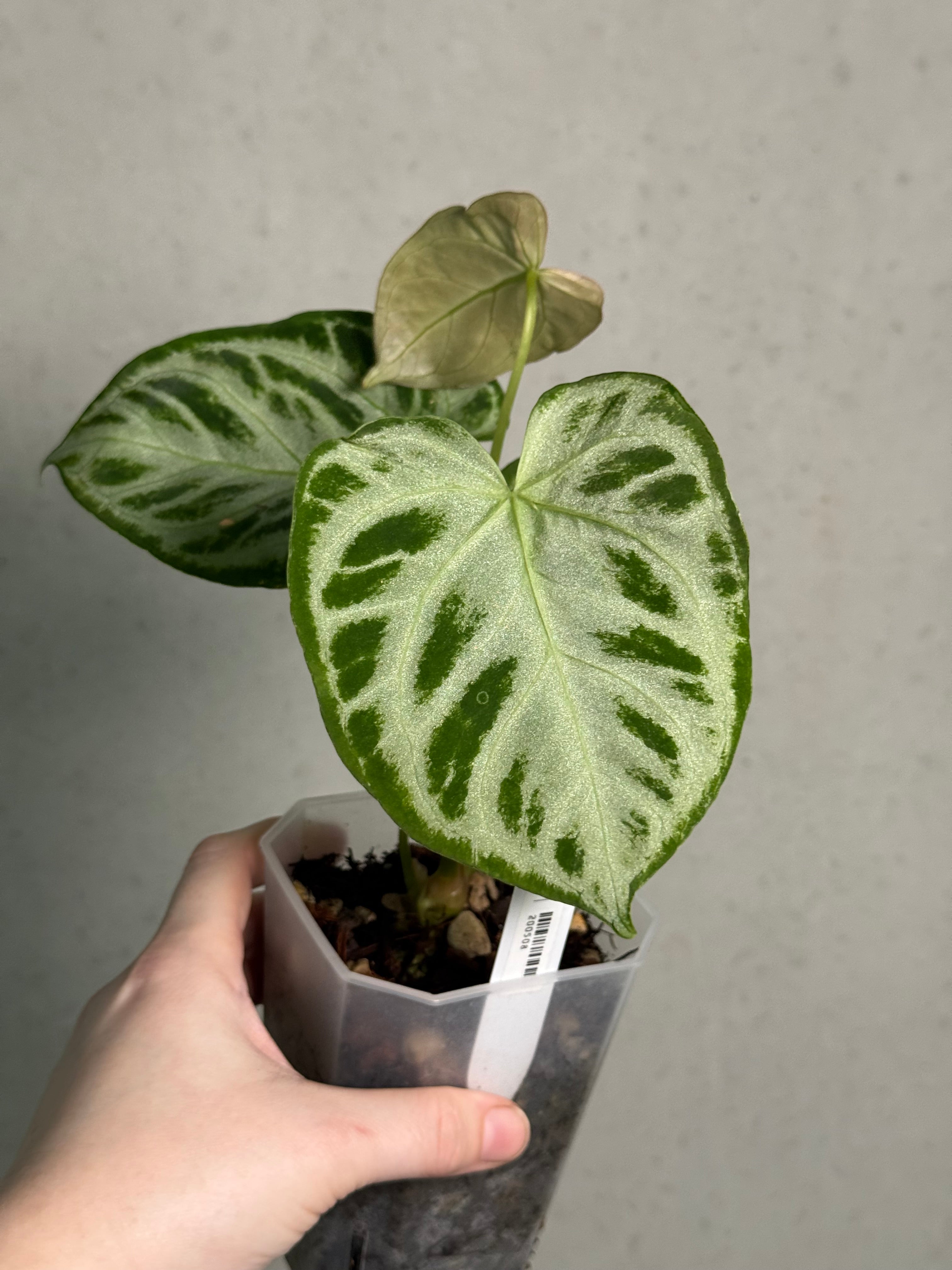 Anthurium 'Silver Blush'