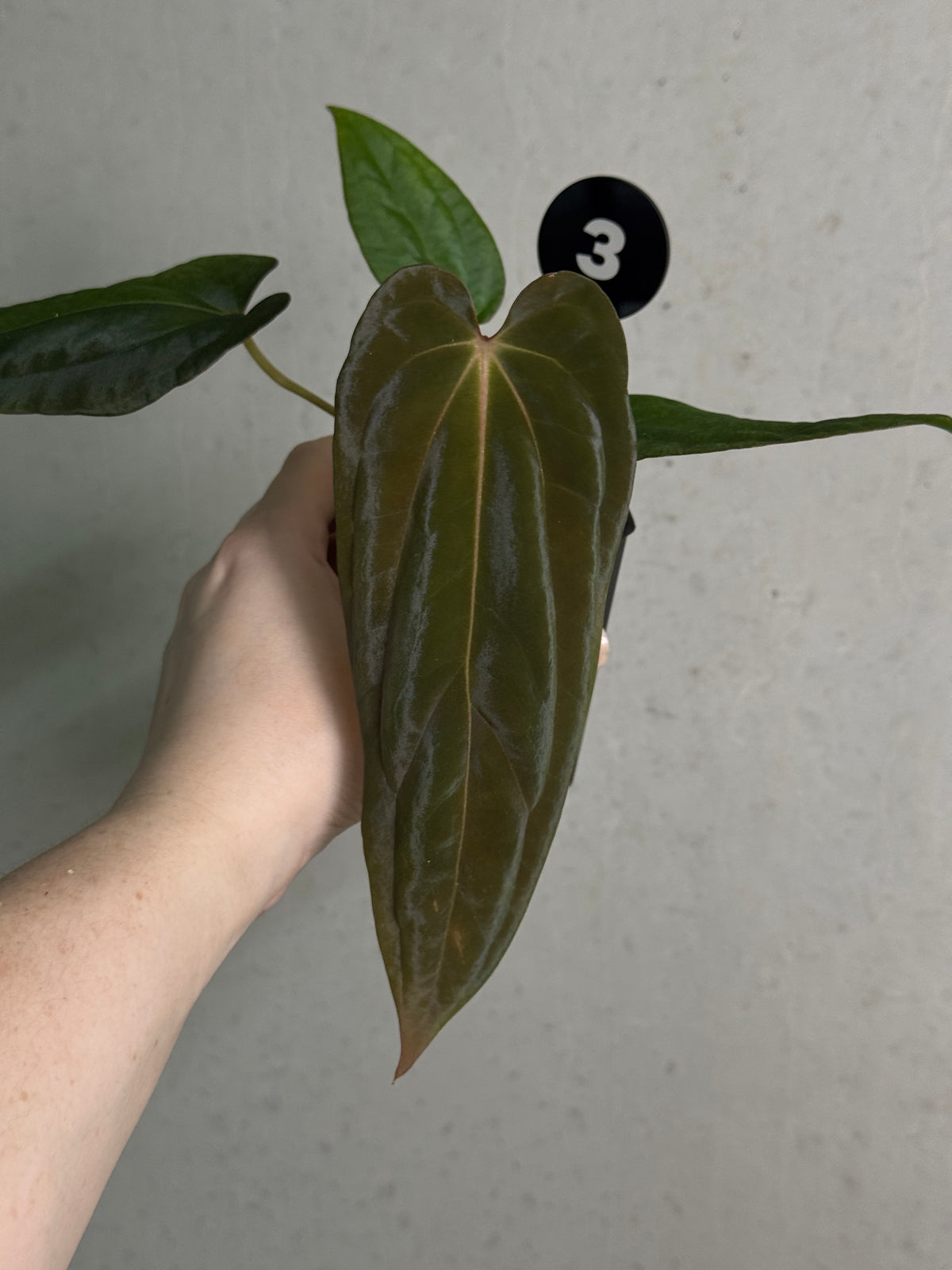 Healthy Anthurium Papillilaminum Ree Gardens x BVEP plant with lush green leaves and vibrant foliage, grown by SMUKHI.