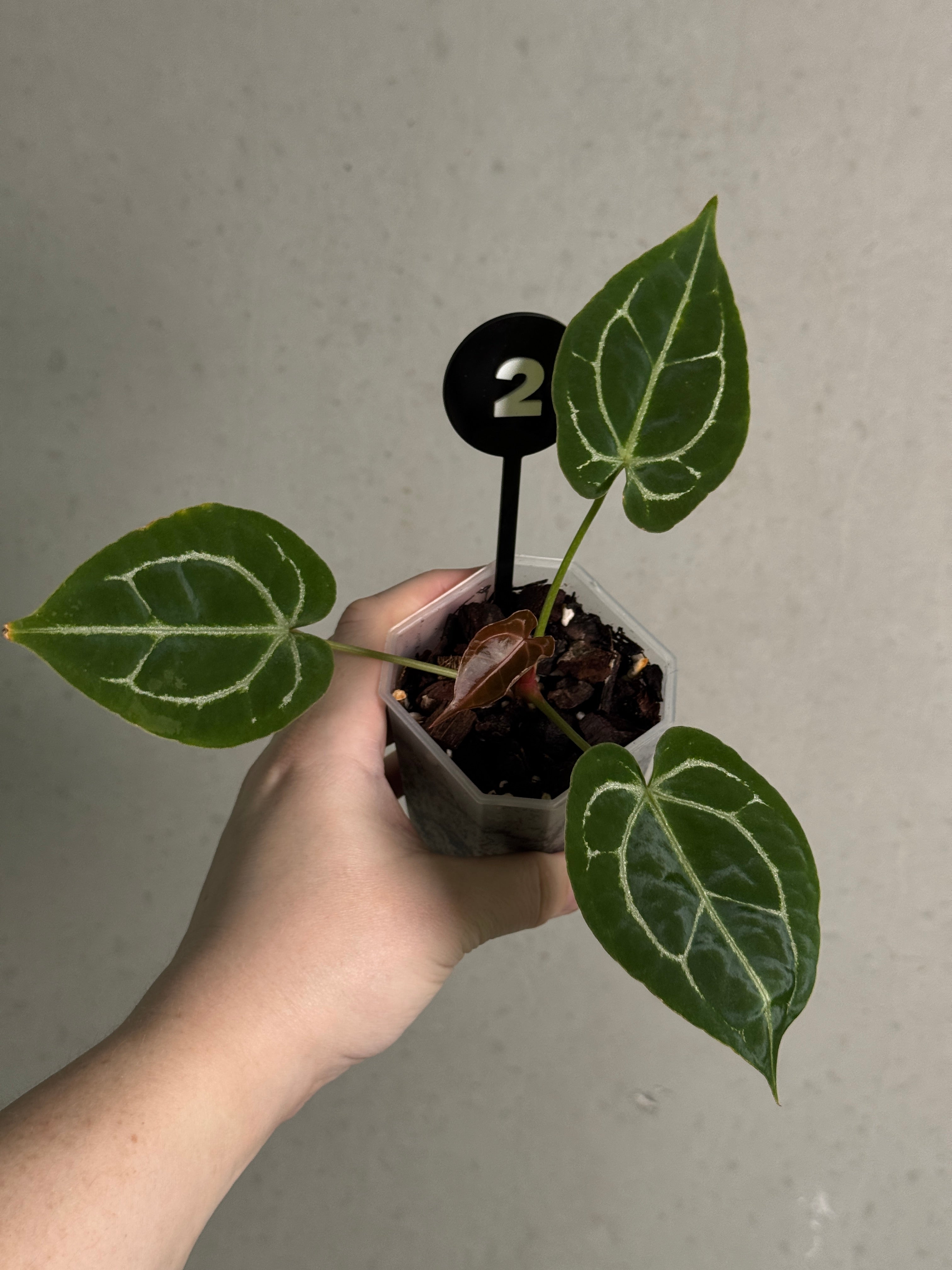 Anthurium Michelle x Forgetii