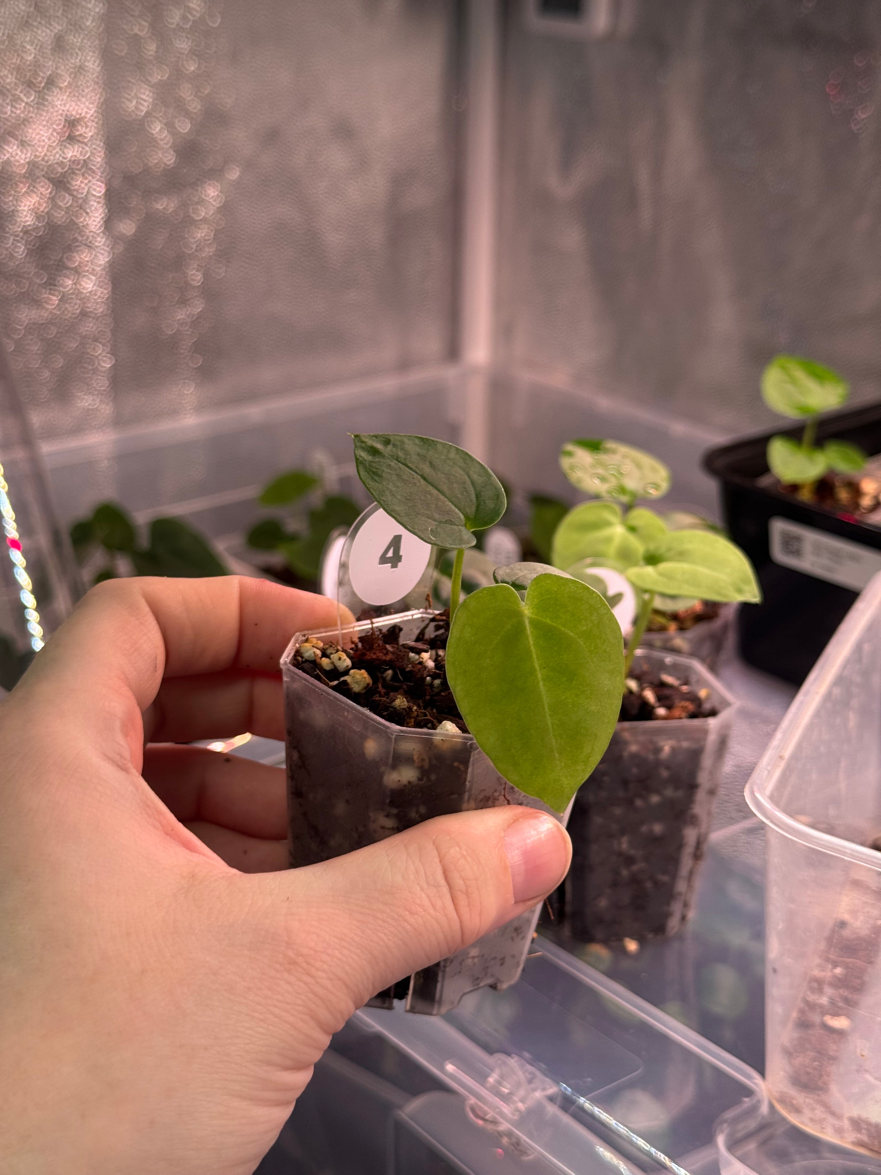 Anthurium Michelle x Papillilaminum ‘Guna Yala’