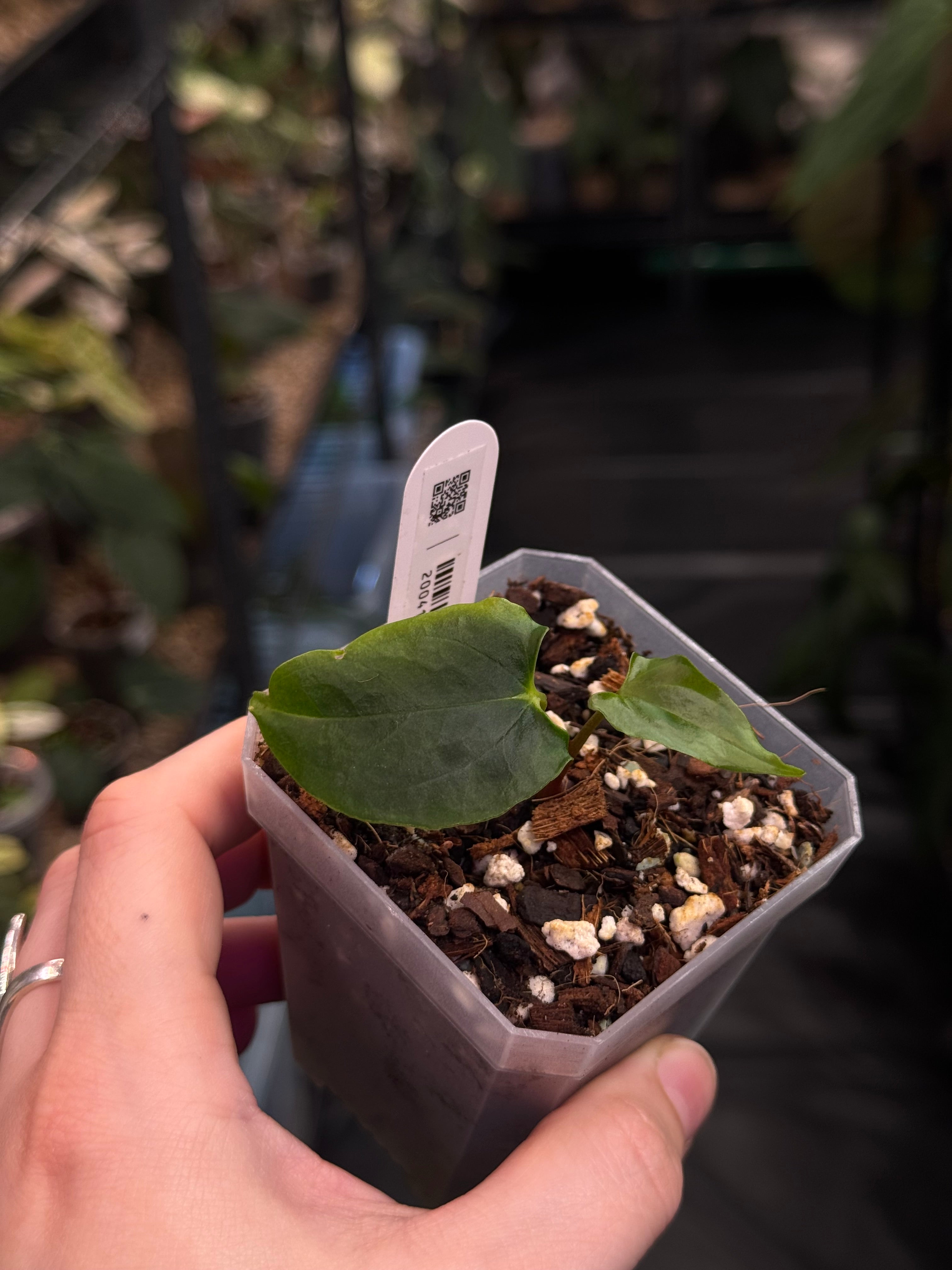 Anthurium Ralph Lynam x self