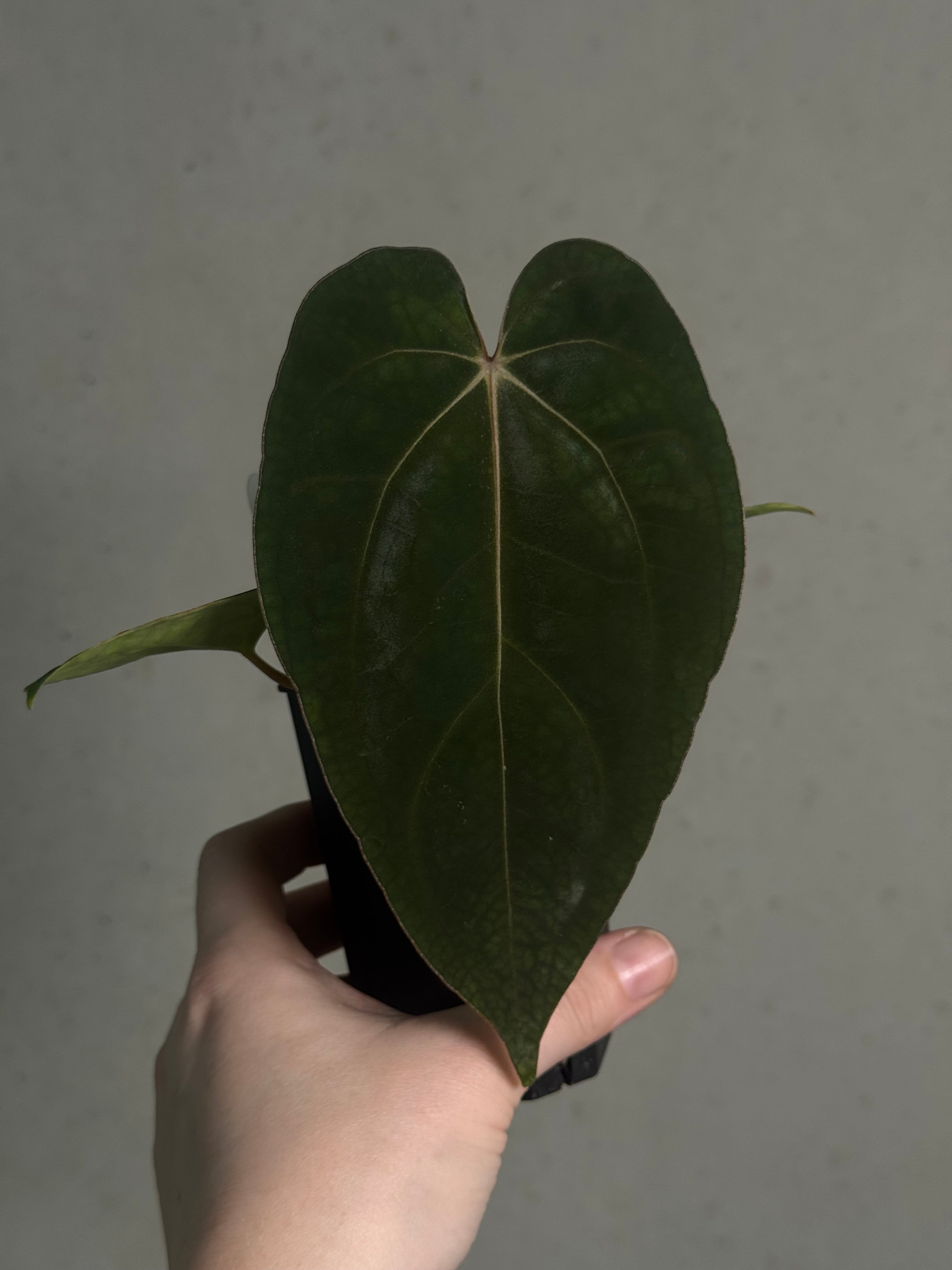 Anthurium (Ralph Lynam x Fort Sherman) x Carlablackiae 'Amanda' - Clone - SMUKHI