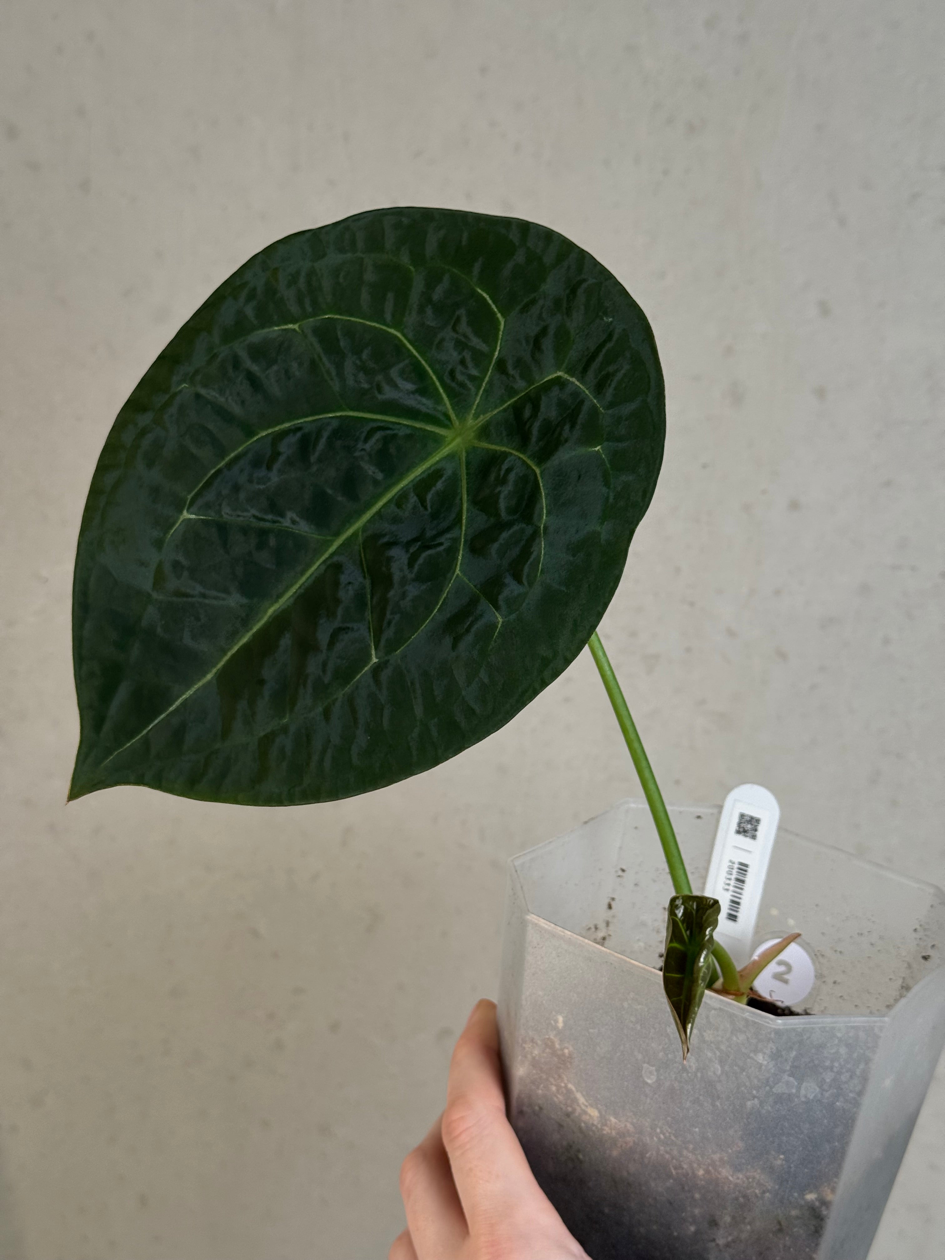 Anthurium Forgetii Silver/White Stripes