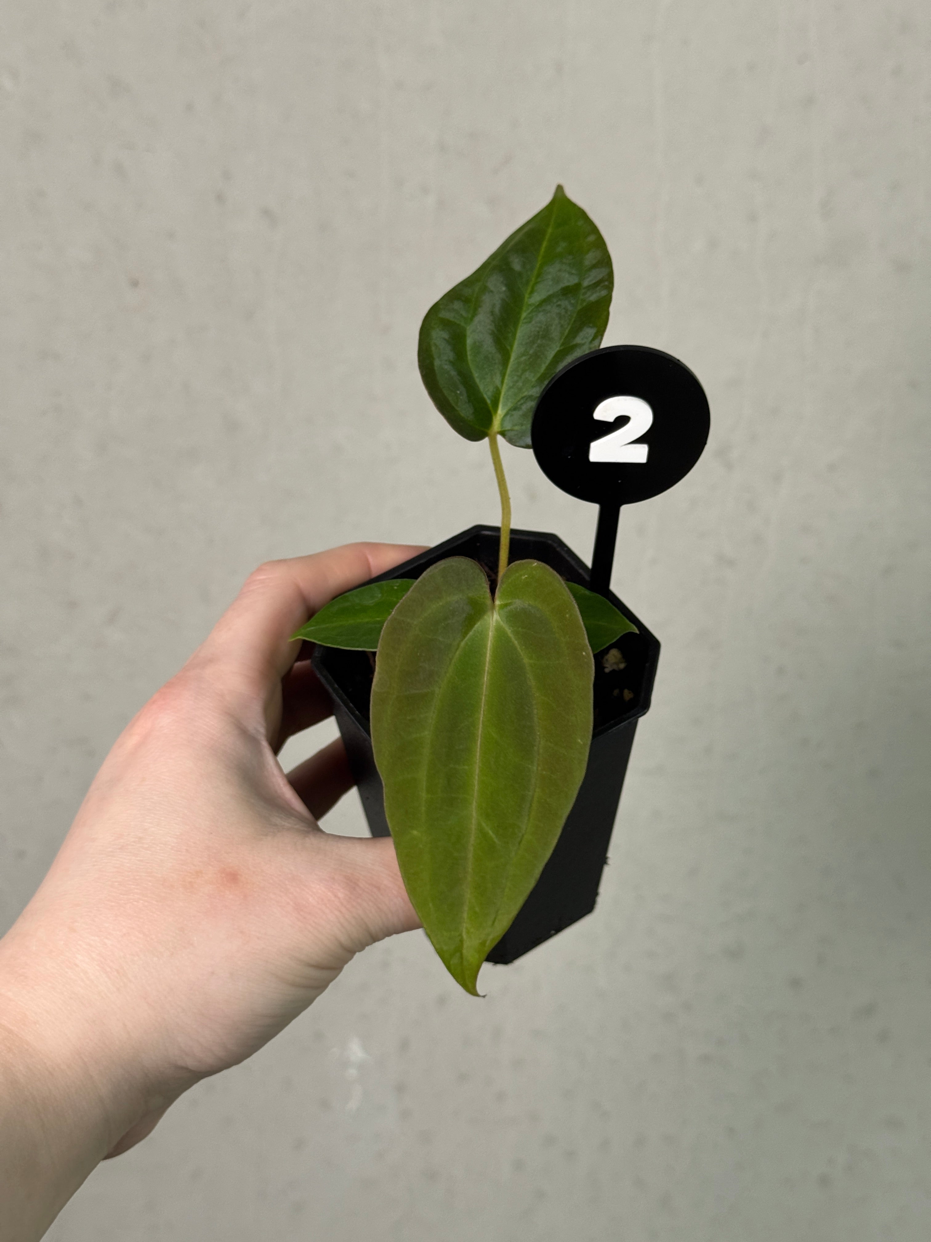 Anthurium Papillilaminum Ree Gardens x BVEP (‘Round’ x RA1)