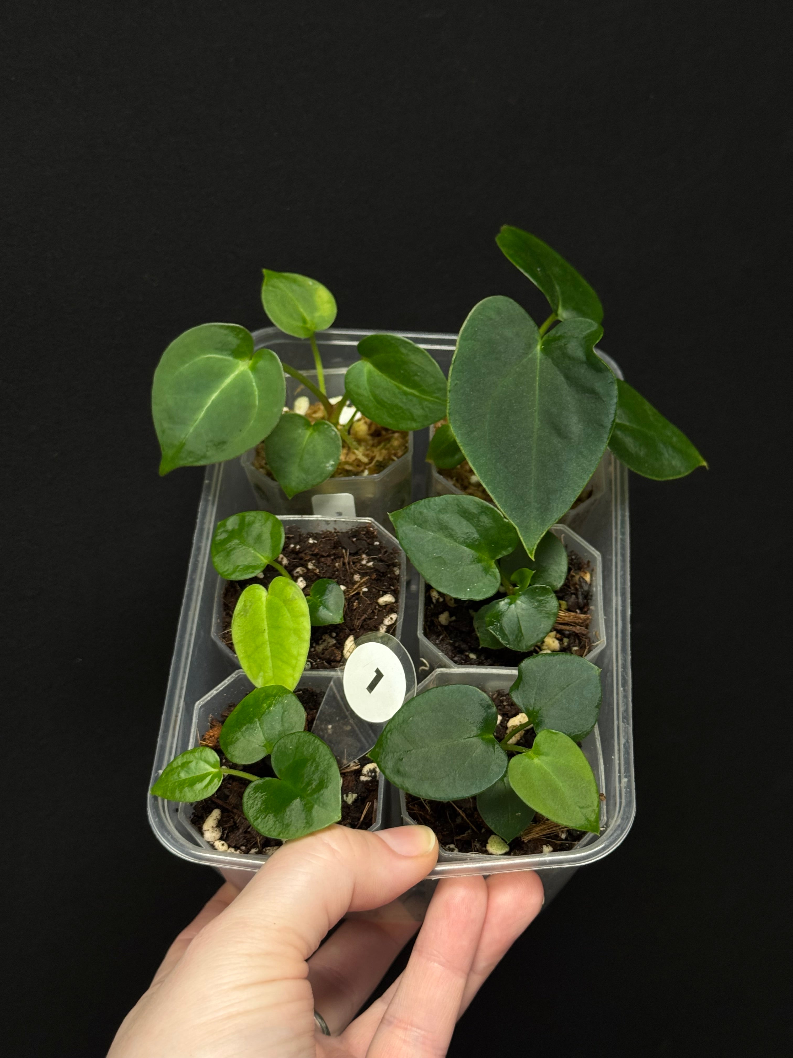 Baby Plant Bundle - Various plants