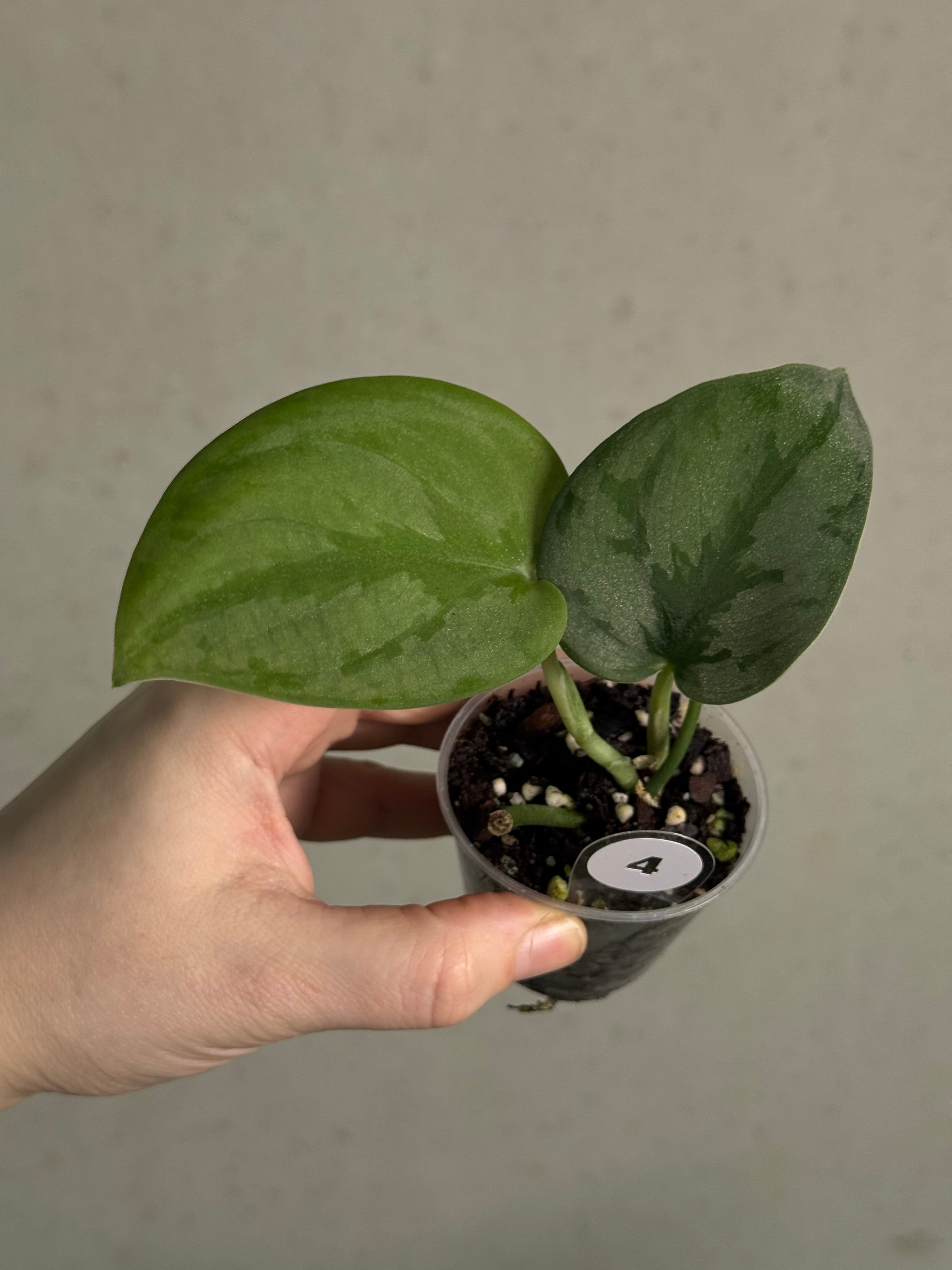 Scindapsus - Mix - SMUKHI