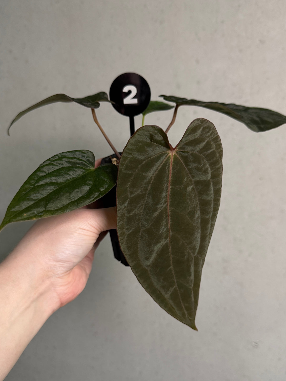 Crystallinaminum Anthurium 'Widowmaker' plant with lush green leaves and vibrant spathes, showcasing its unique hybrid foliage.