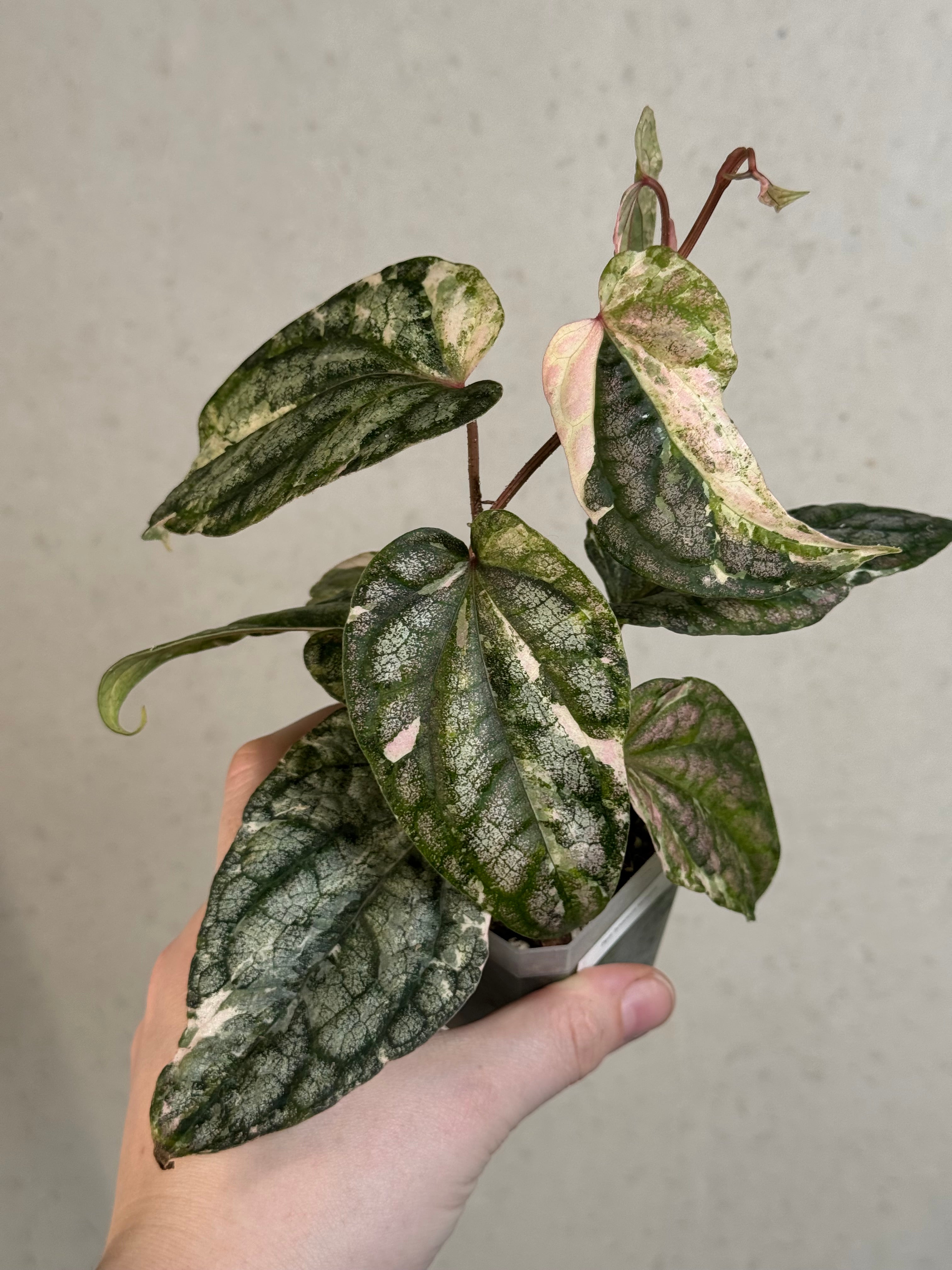 Piper Sylvaticum Variegata