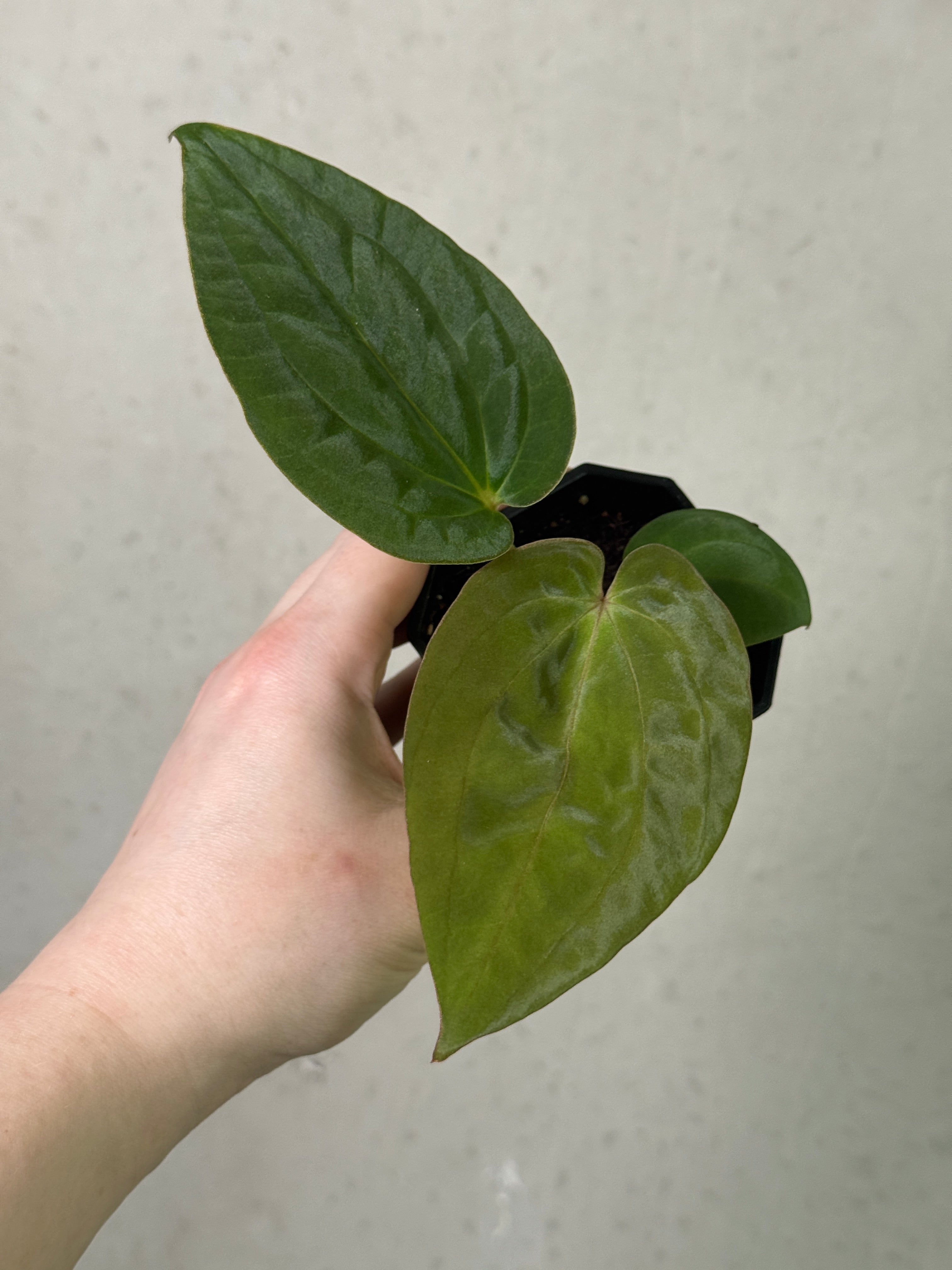 Anthurium Kunayalense PM5 x (BVEP RA1 or sp. Nov DF)