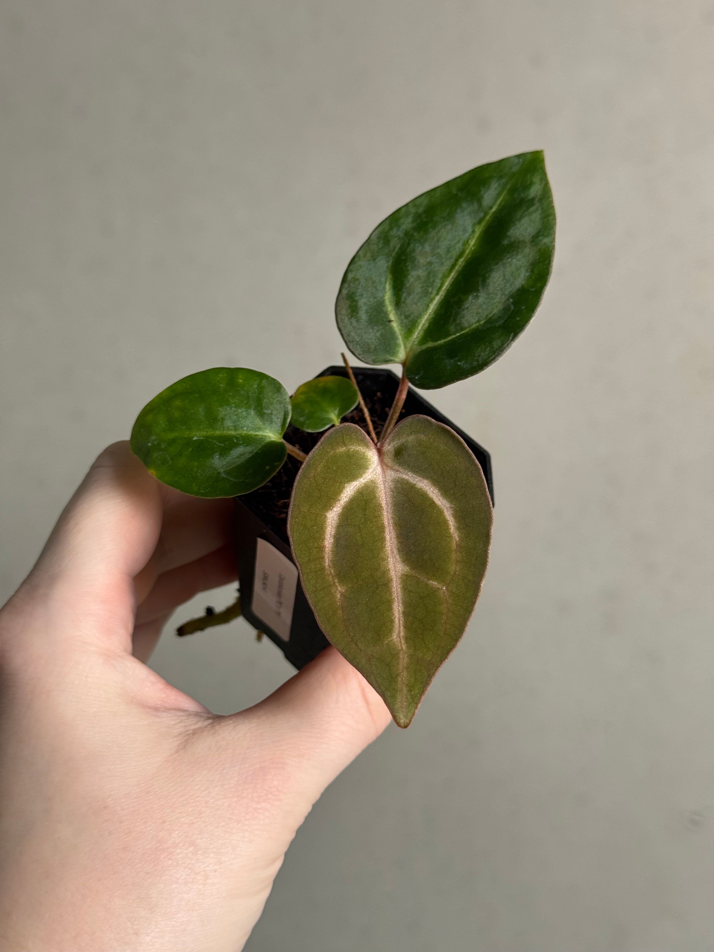 Anthurium Carlablackiae PM2 x PM1