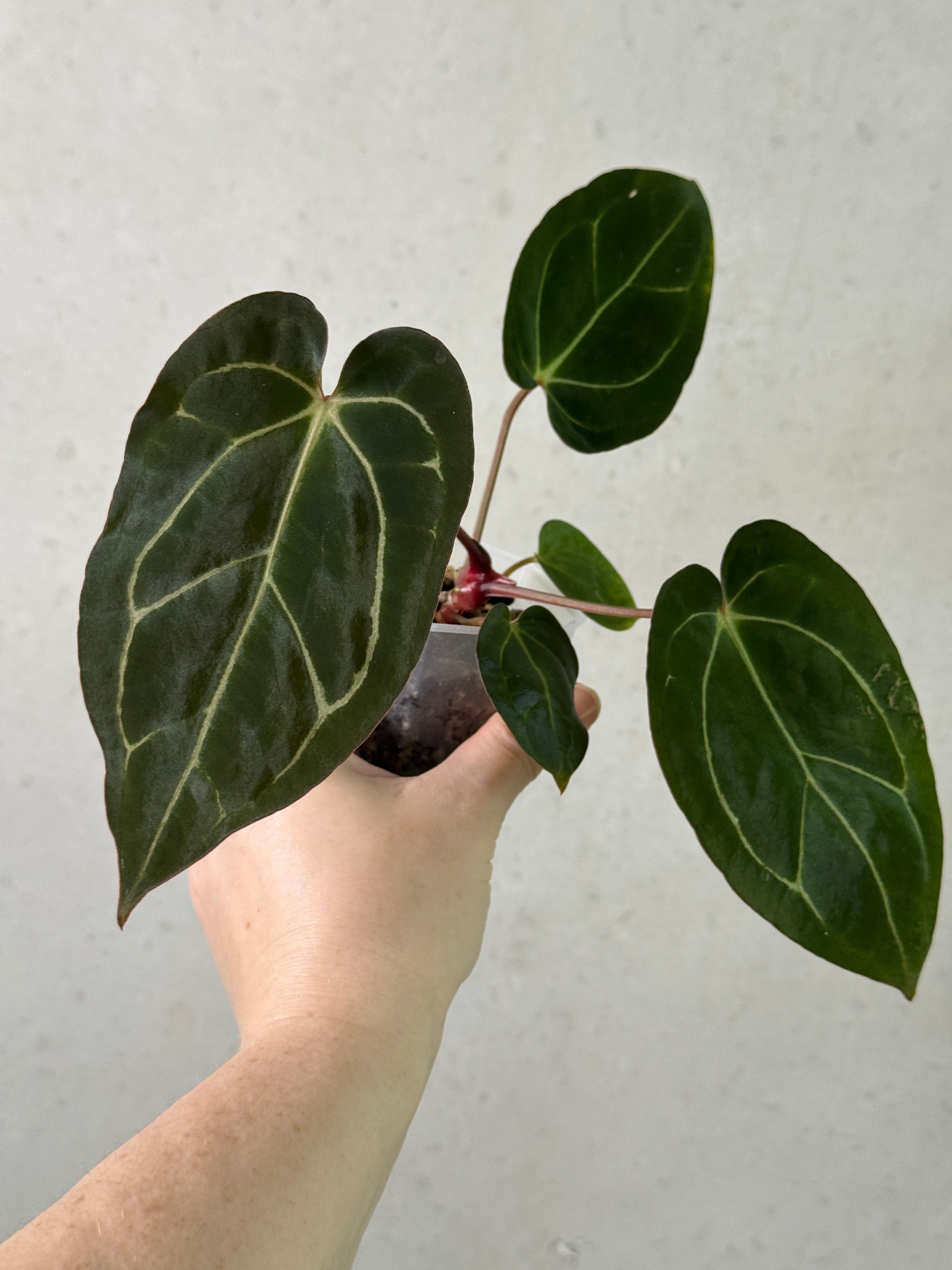 NFS: Anthurium (Black Widow x Michelle) x Carlablackiae OG5