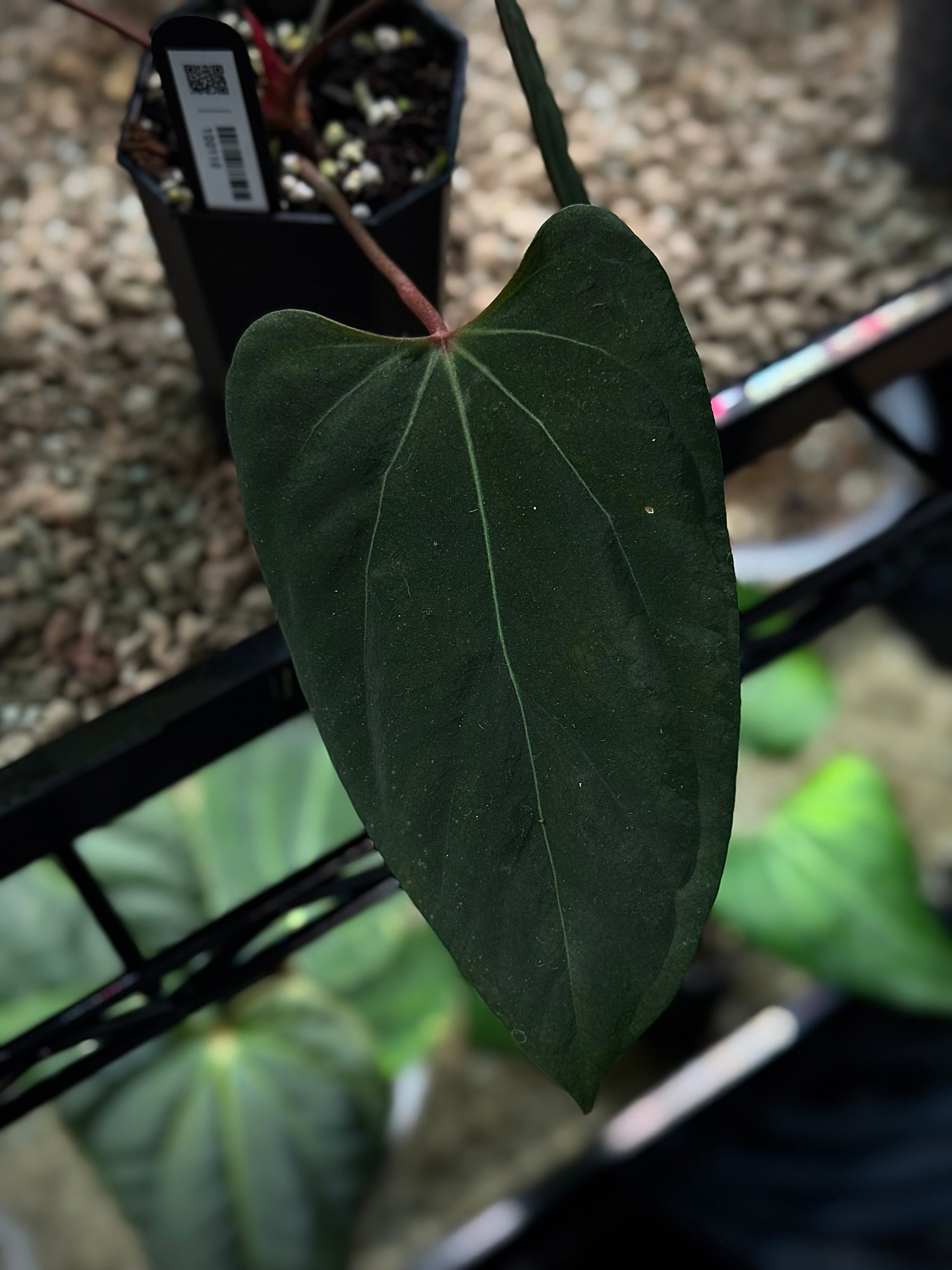 NFS: Anthurium Portillae 'Dorito' - SMUKHI