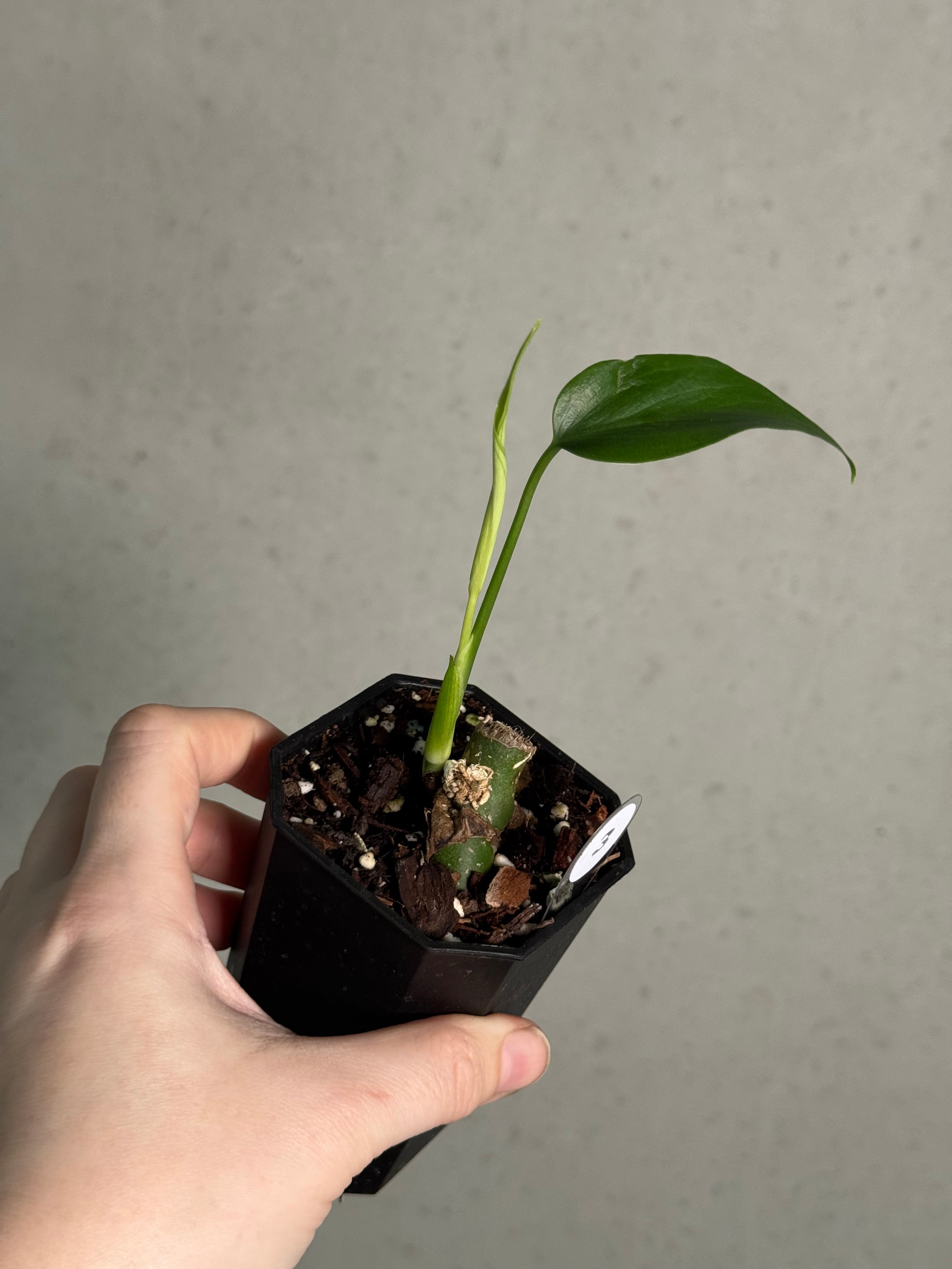 Monstera Burle Marx Flame - Clone - SMUKHI