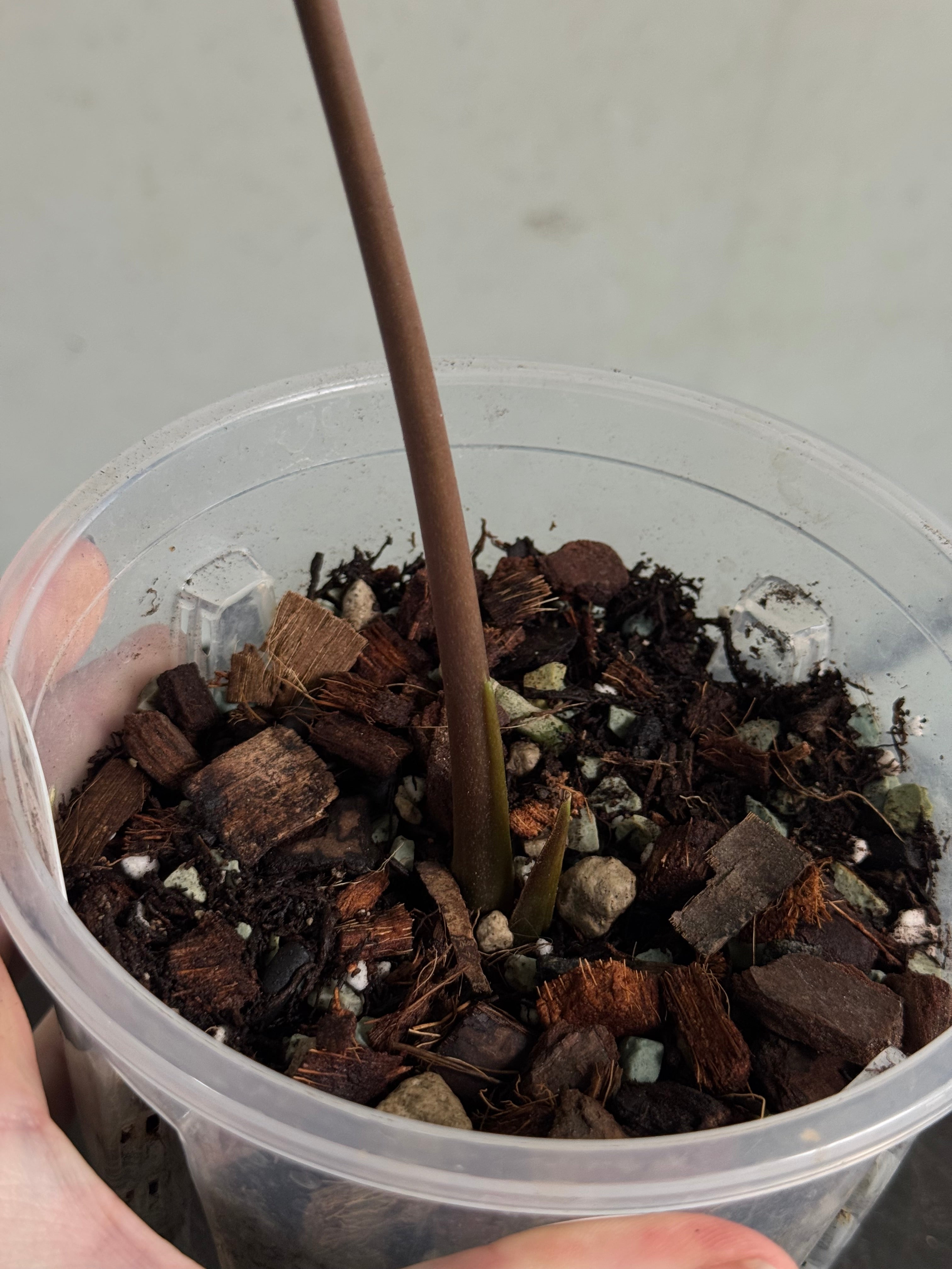 Anthurium Ace of Spades Dark Form x Papillilaminum 'Incurved lobes' - SMUKHI