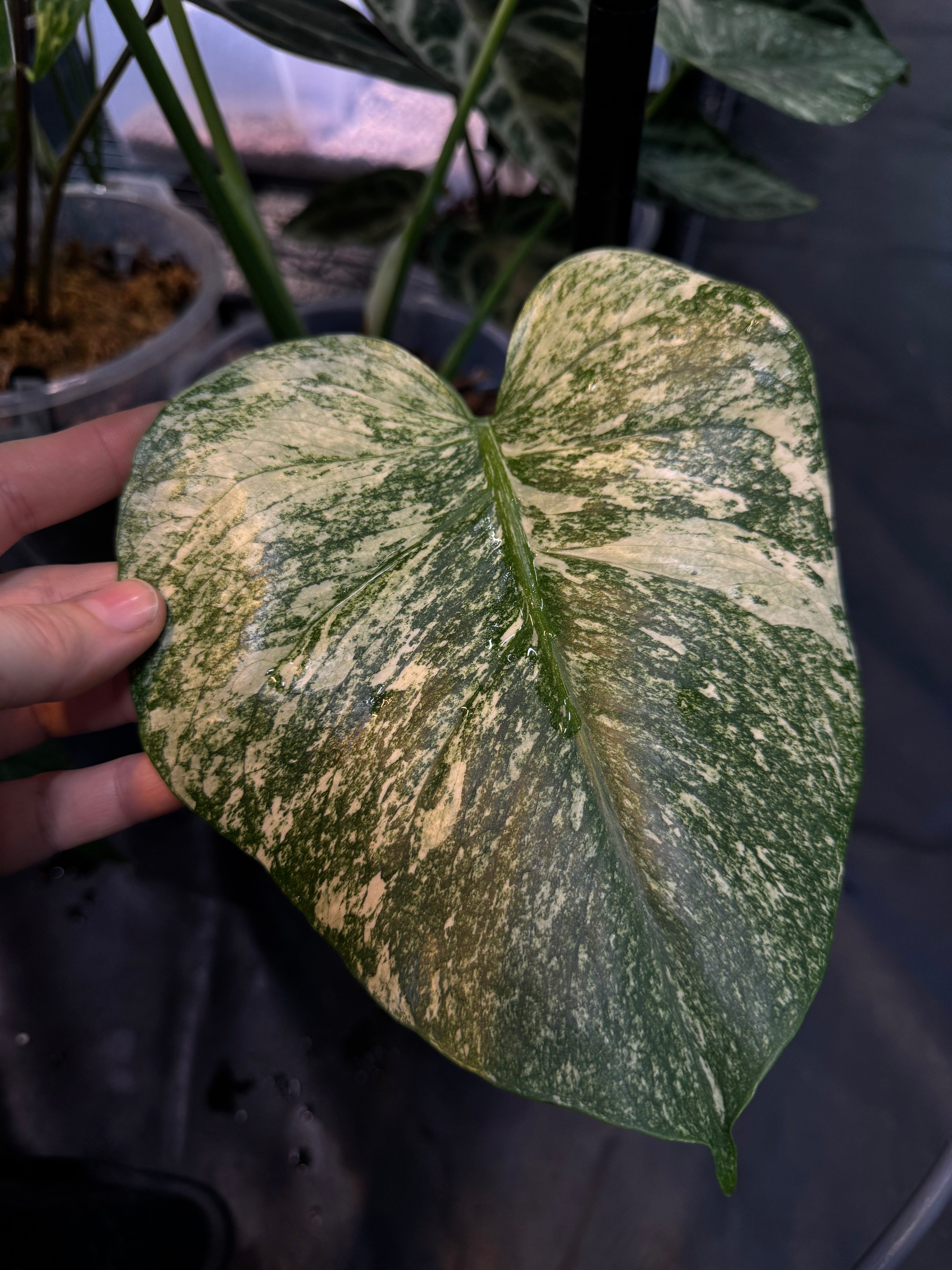 NFS: Monstera ‘White Monster’