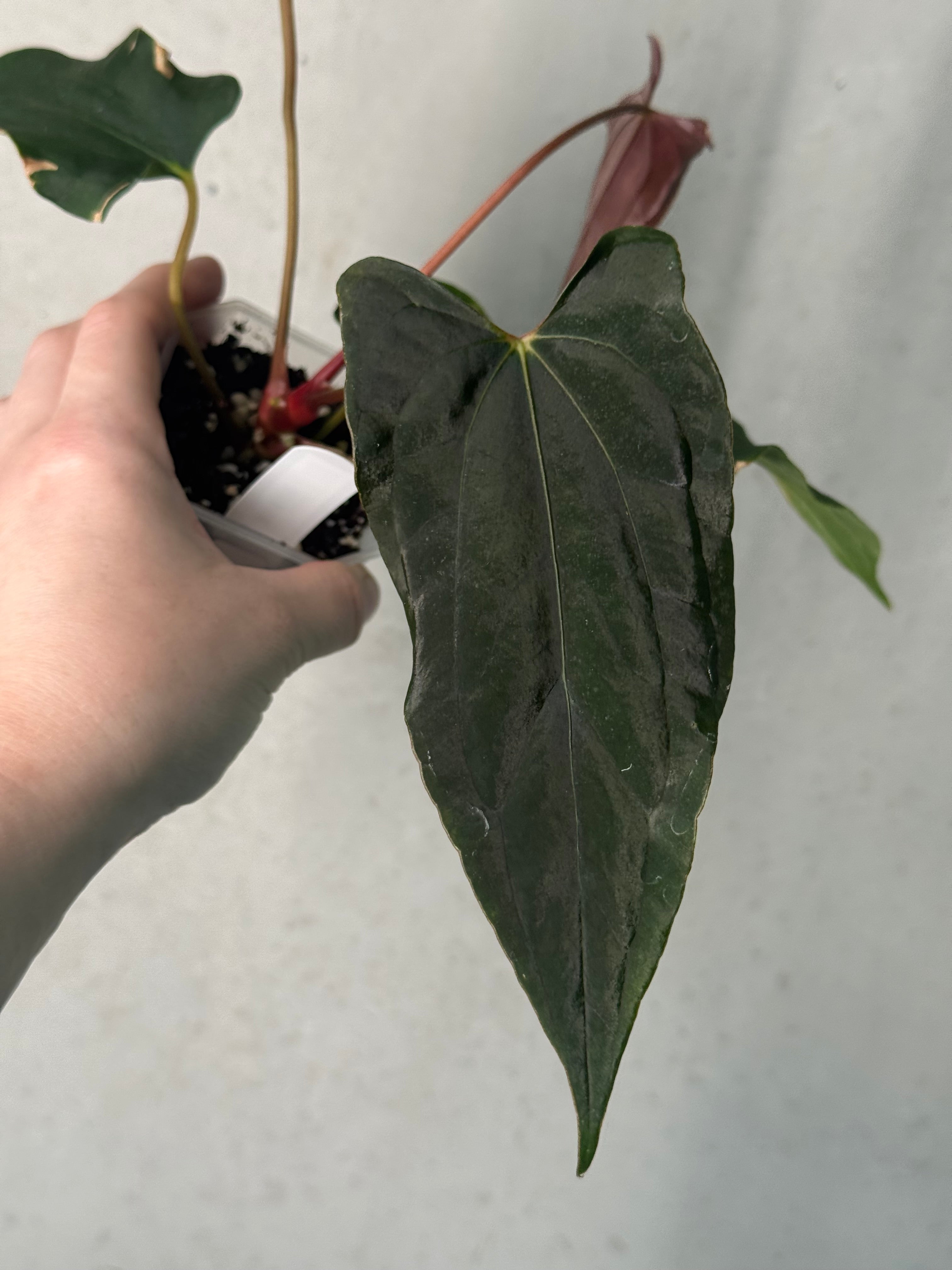 NFS: Anthurium (Ralph Lynam x Fort Sherman) x Ralph Lynam S1