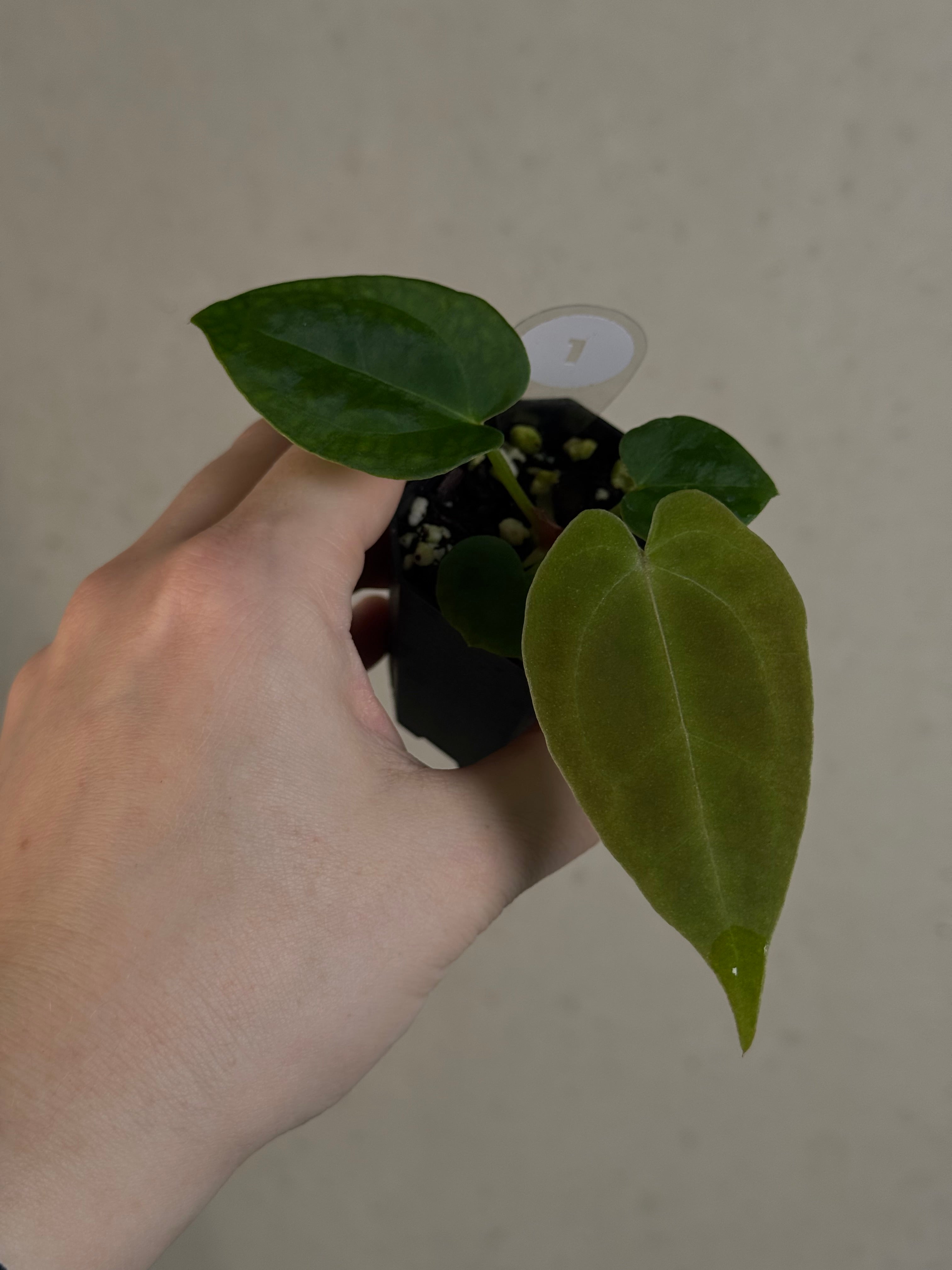Anthurium ('Red Spider' x Forgetii) x (Black Widow x Red Velvet Cake)