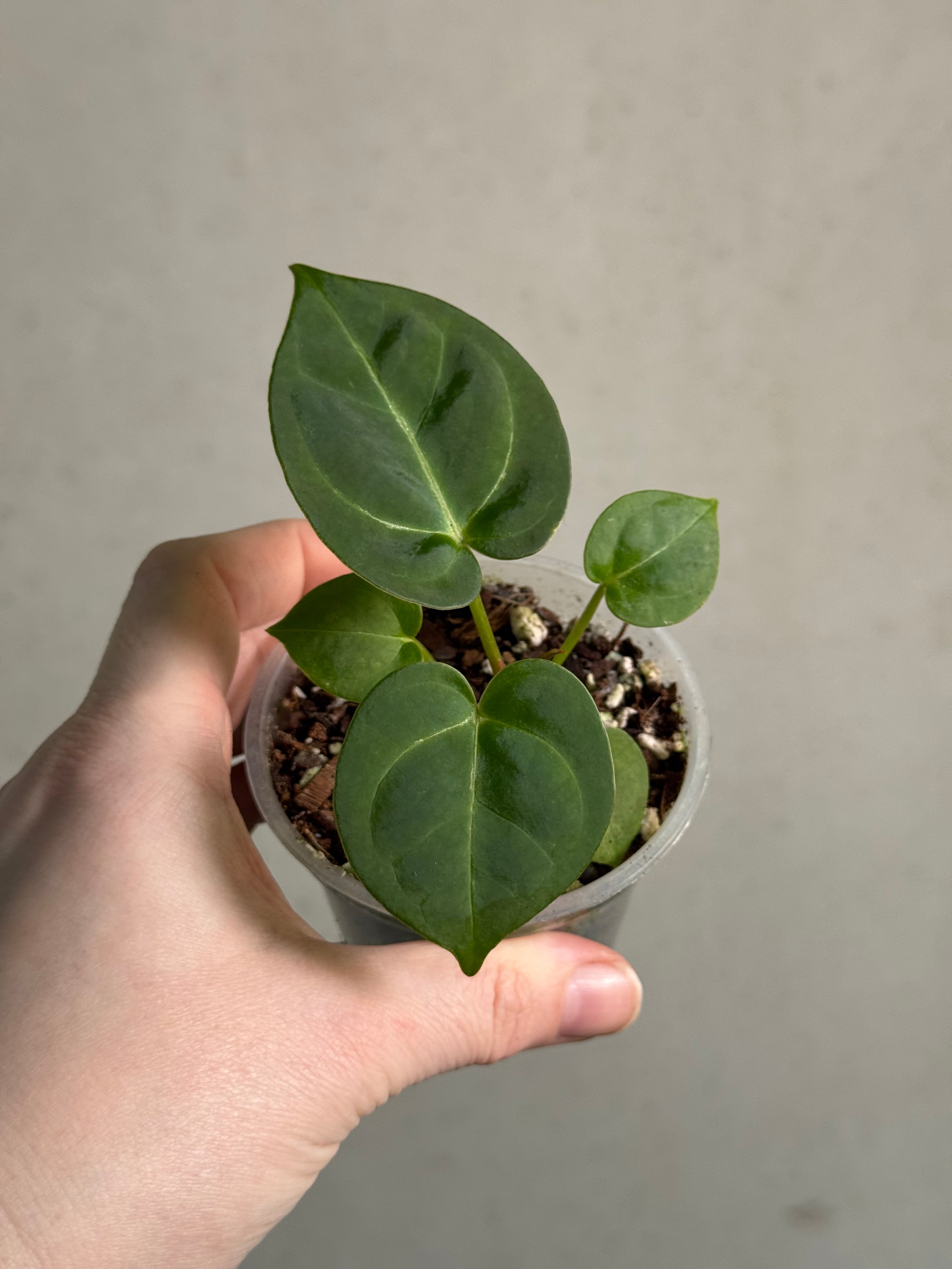 Anthurium (Papillilaminum x) x Crystallinum 'Silver Blush' - SMUKHI