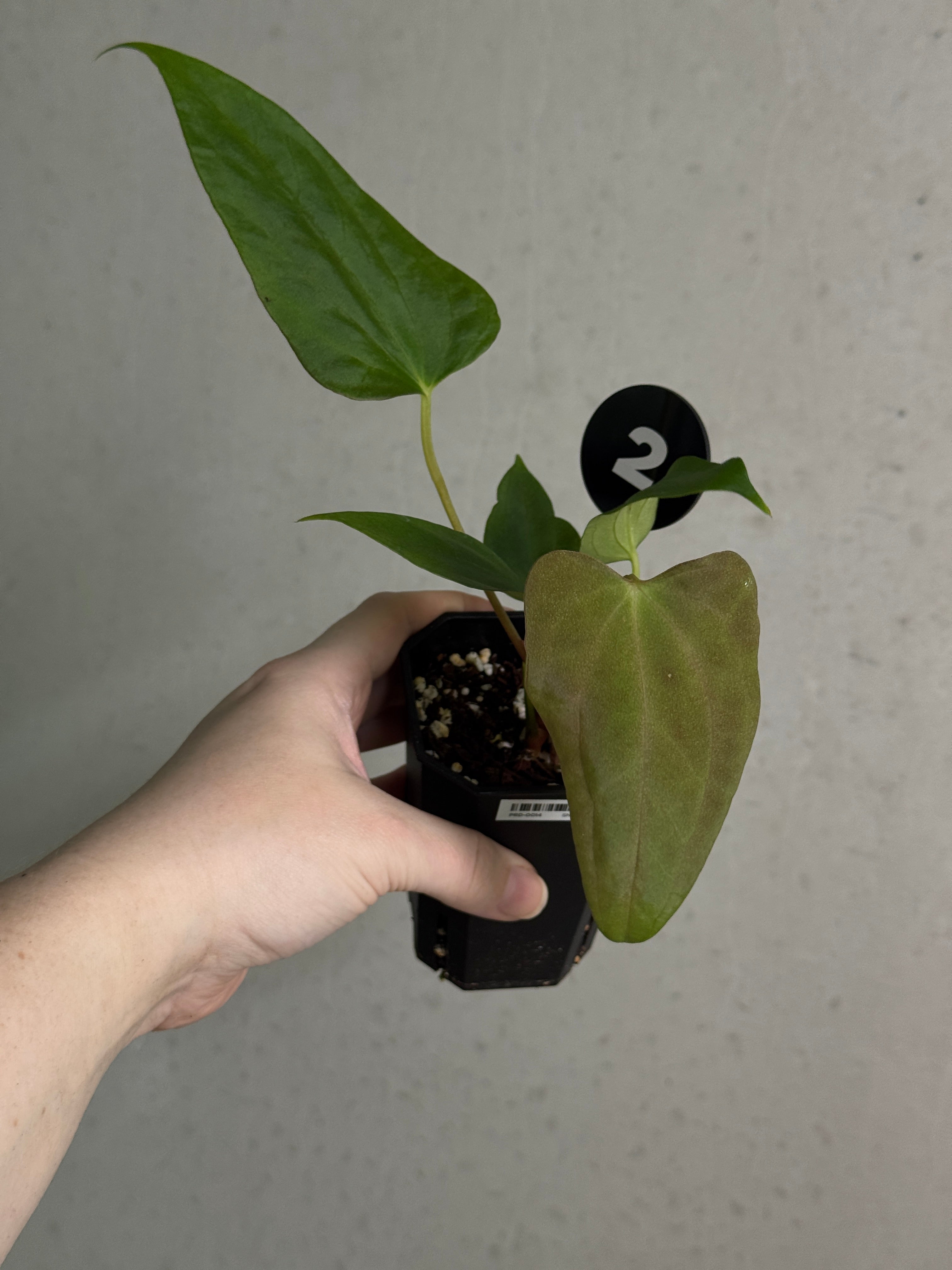 Anthurium sp. Nov DF x (Papillilaminum x Dressleri)