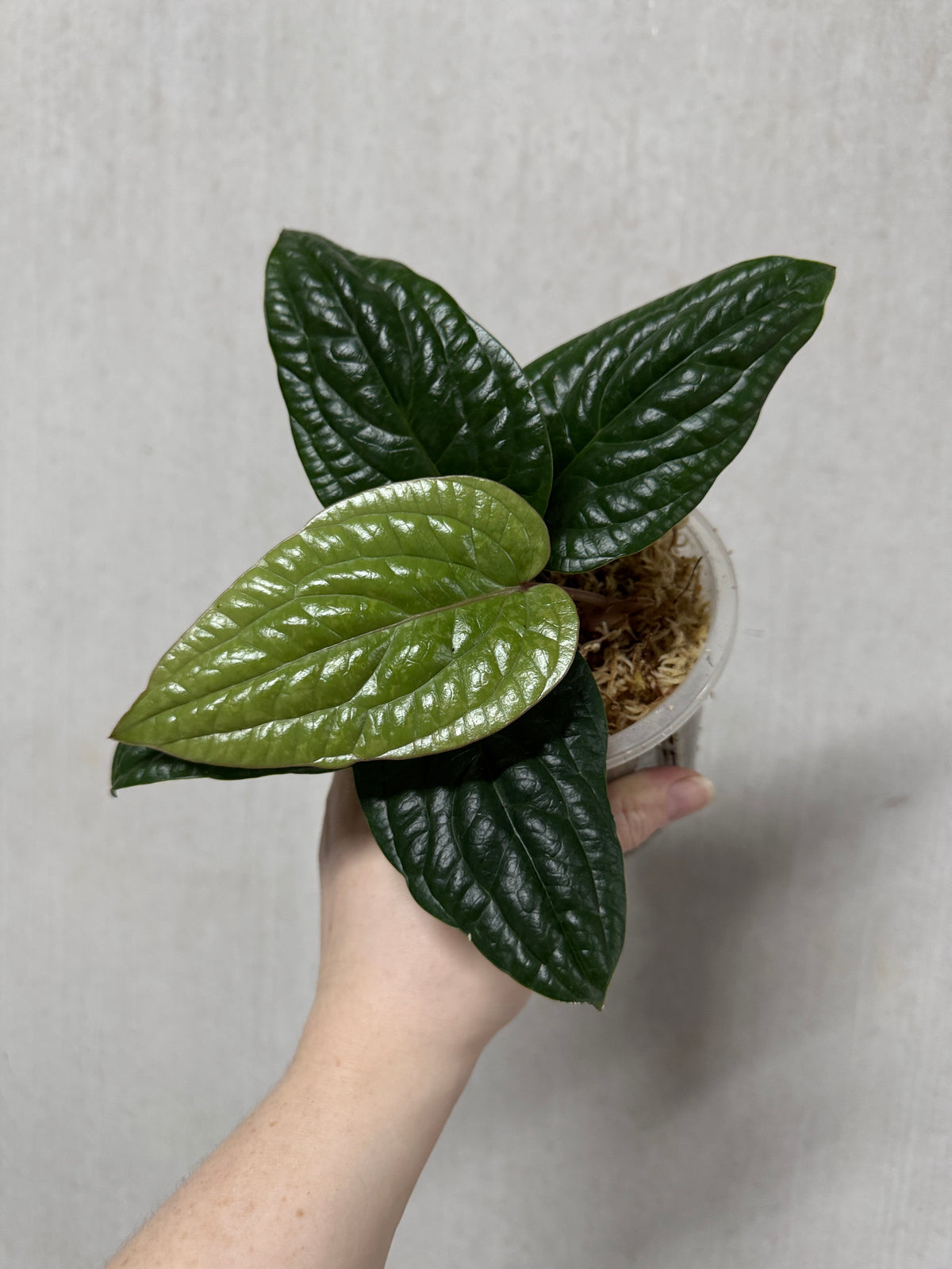 Private Collection NFS Anthurium Radicans plant with vibrant green leaves and delicate flowers.