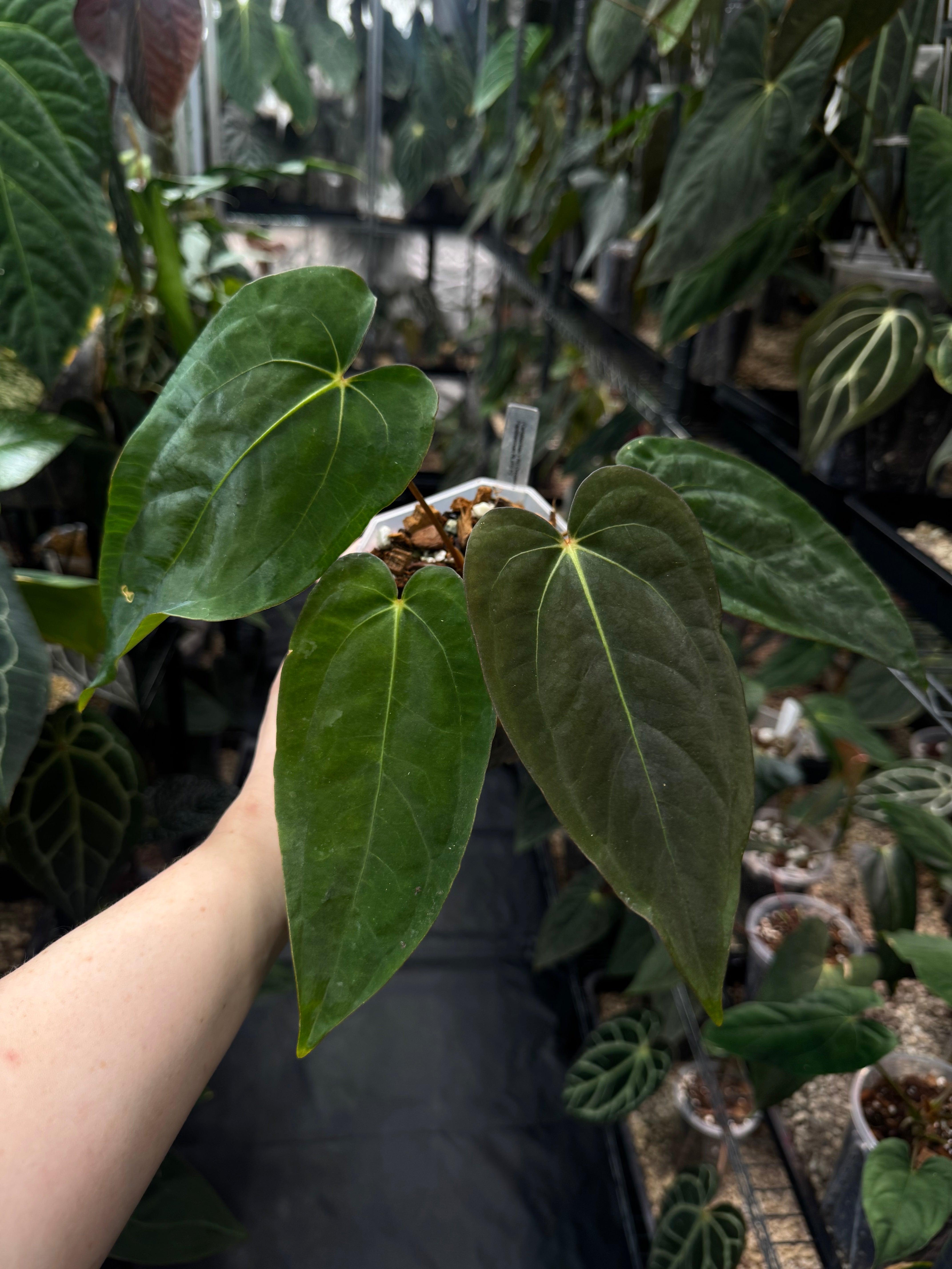 Anthurium (Carlablackiae x RG Dressleri) x (RLxFS) F2