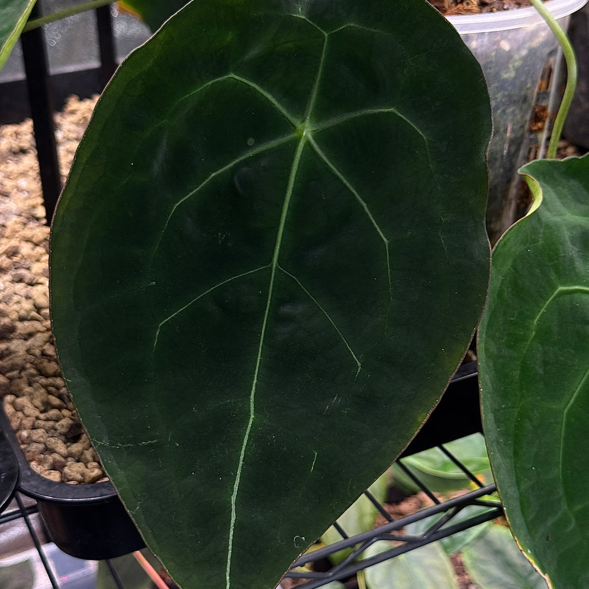Anthurium Forgetii DF x Forgetii