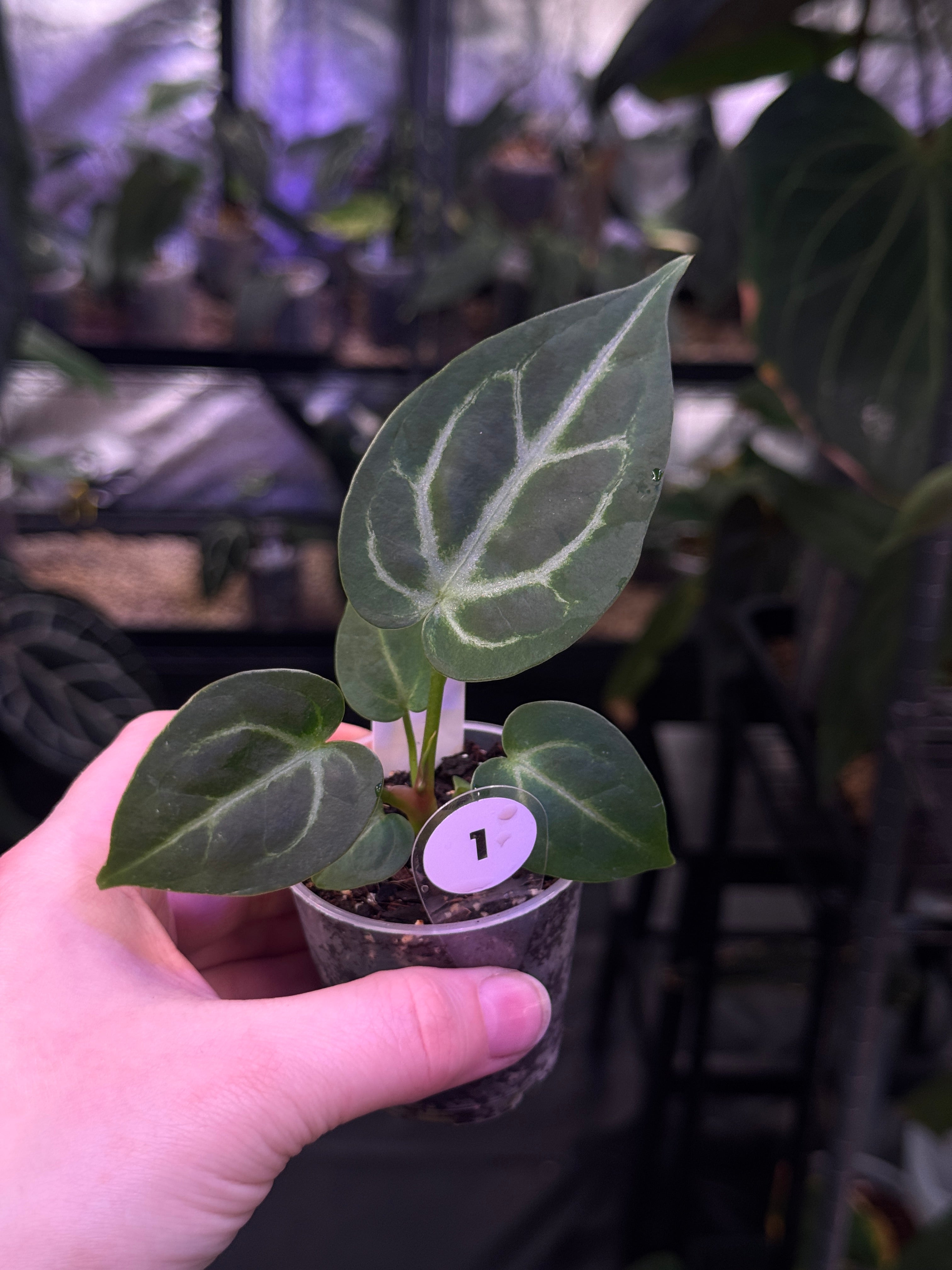 Anthurium Dorayaki x open