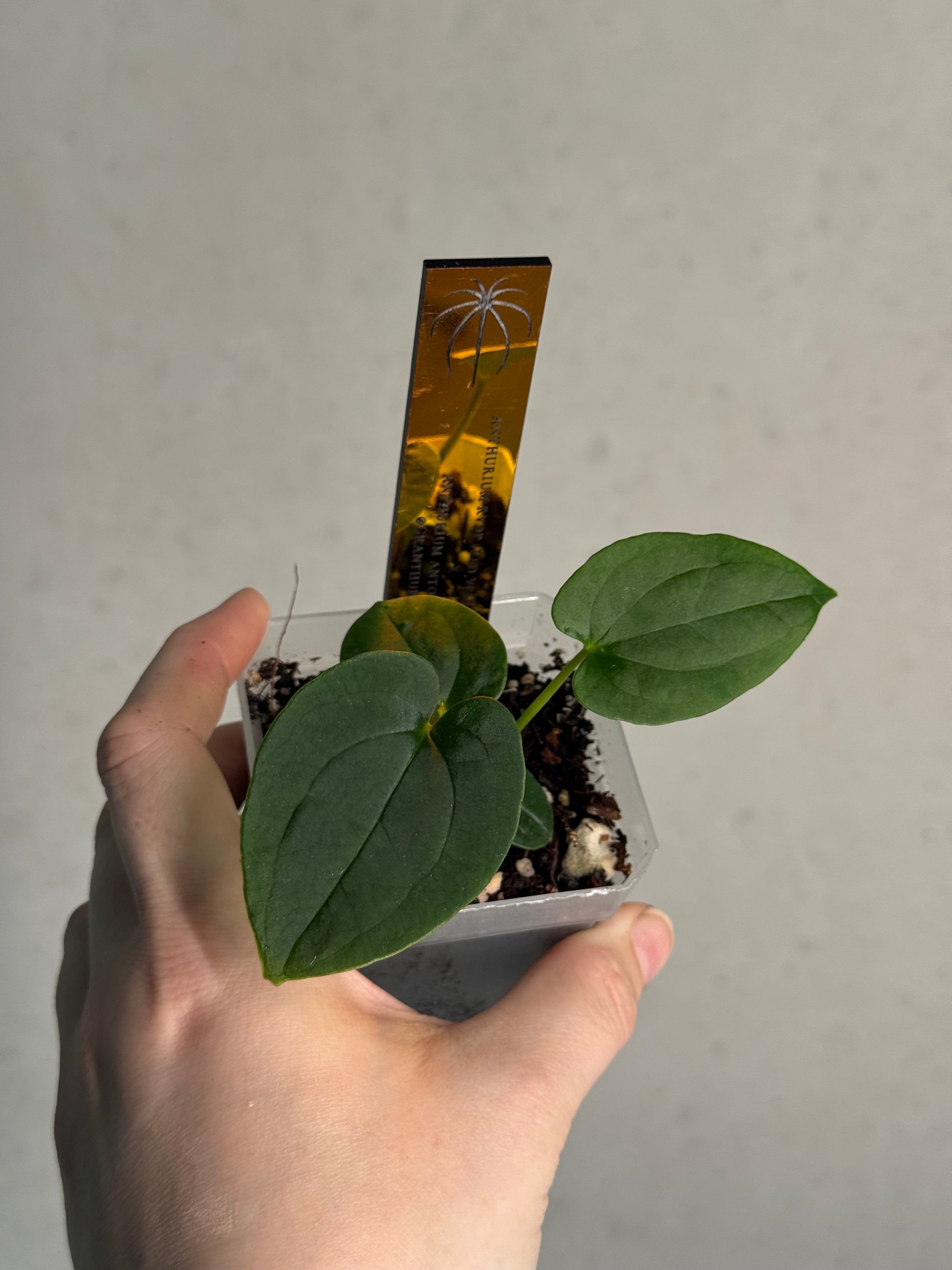 Anthurium Red Vein Dark Phoenix x BVEP RA1