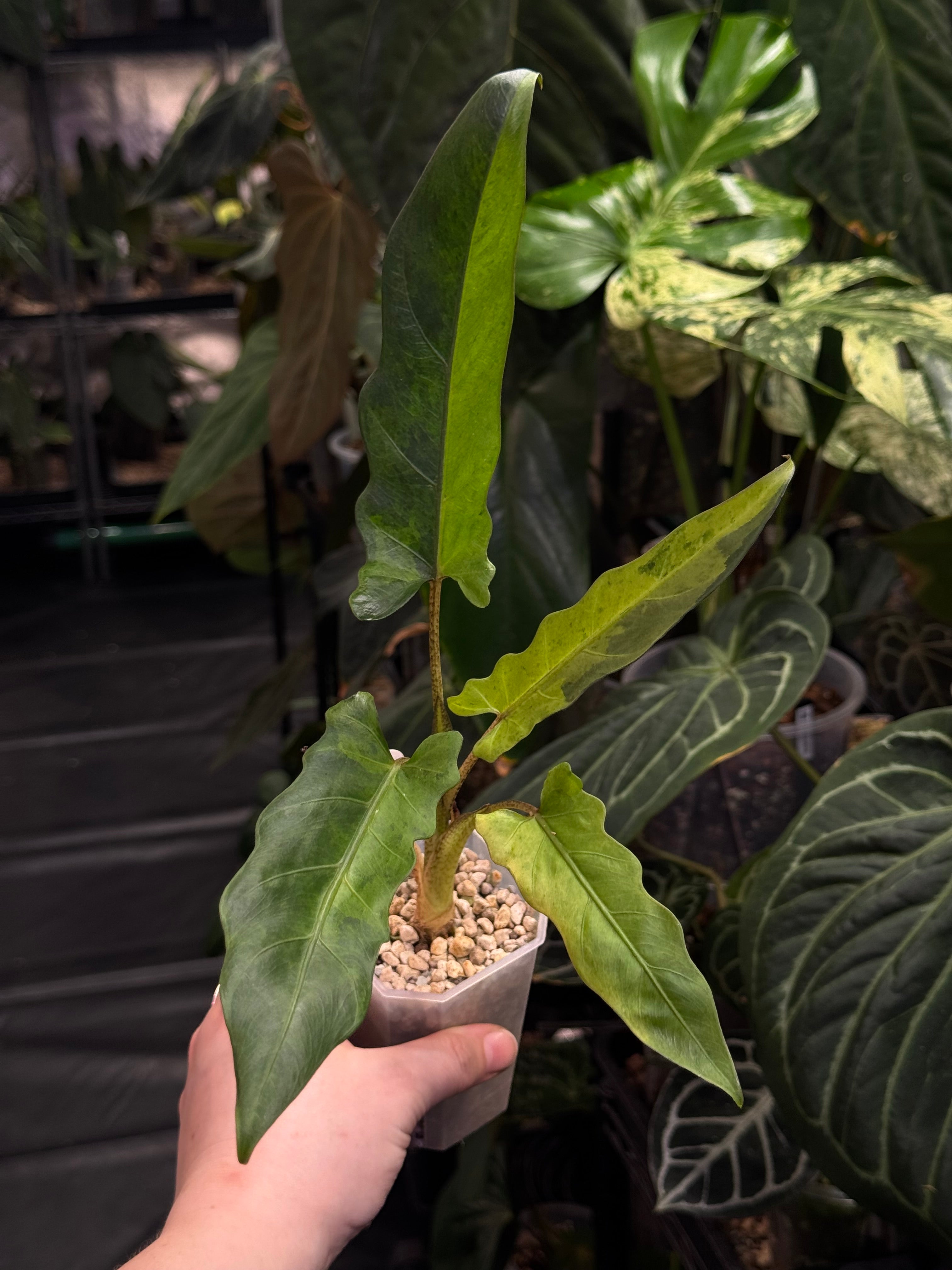 Alocasia Lauterbachiana Variegata