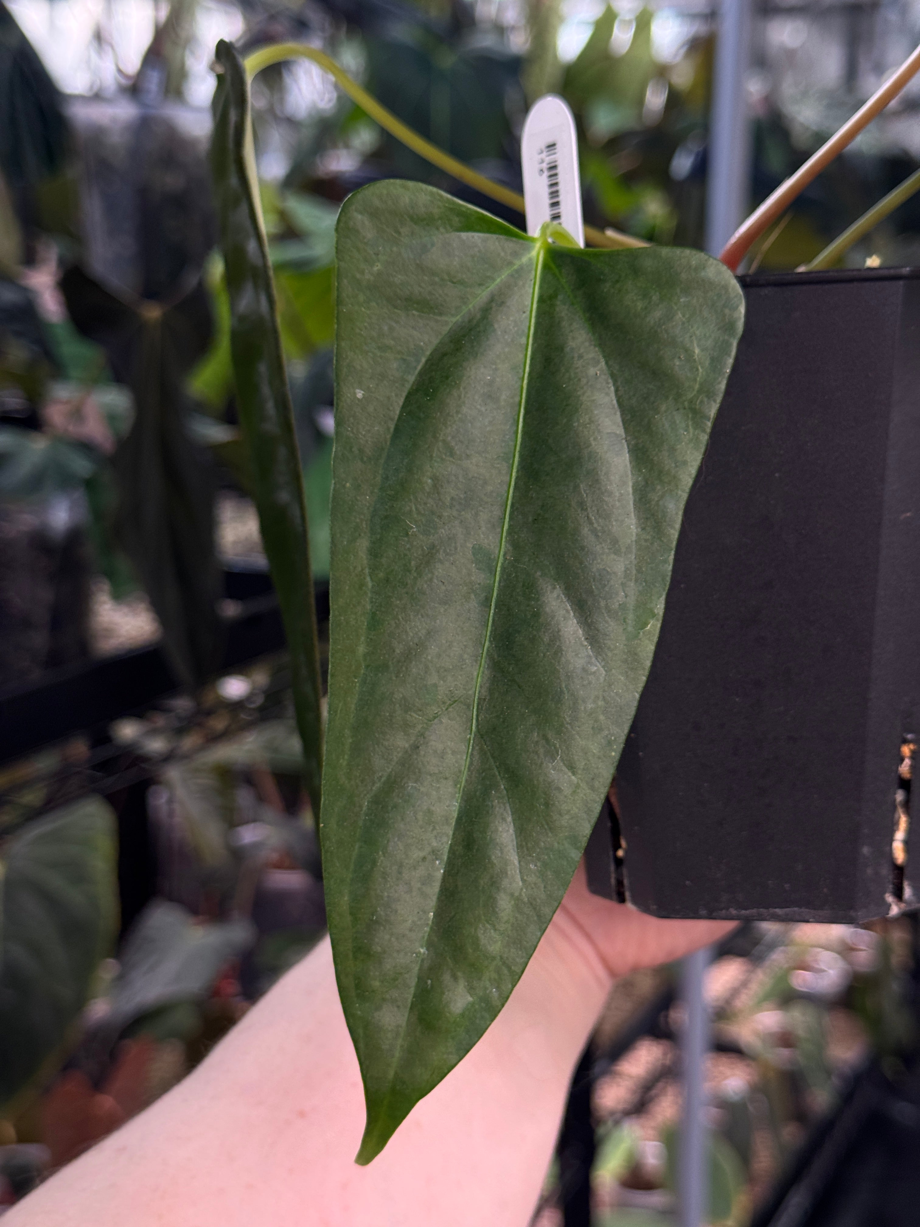 Anthurium Subsignatum x FSxRL 'Grim Reaper'