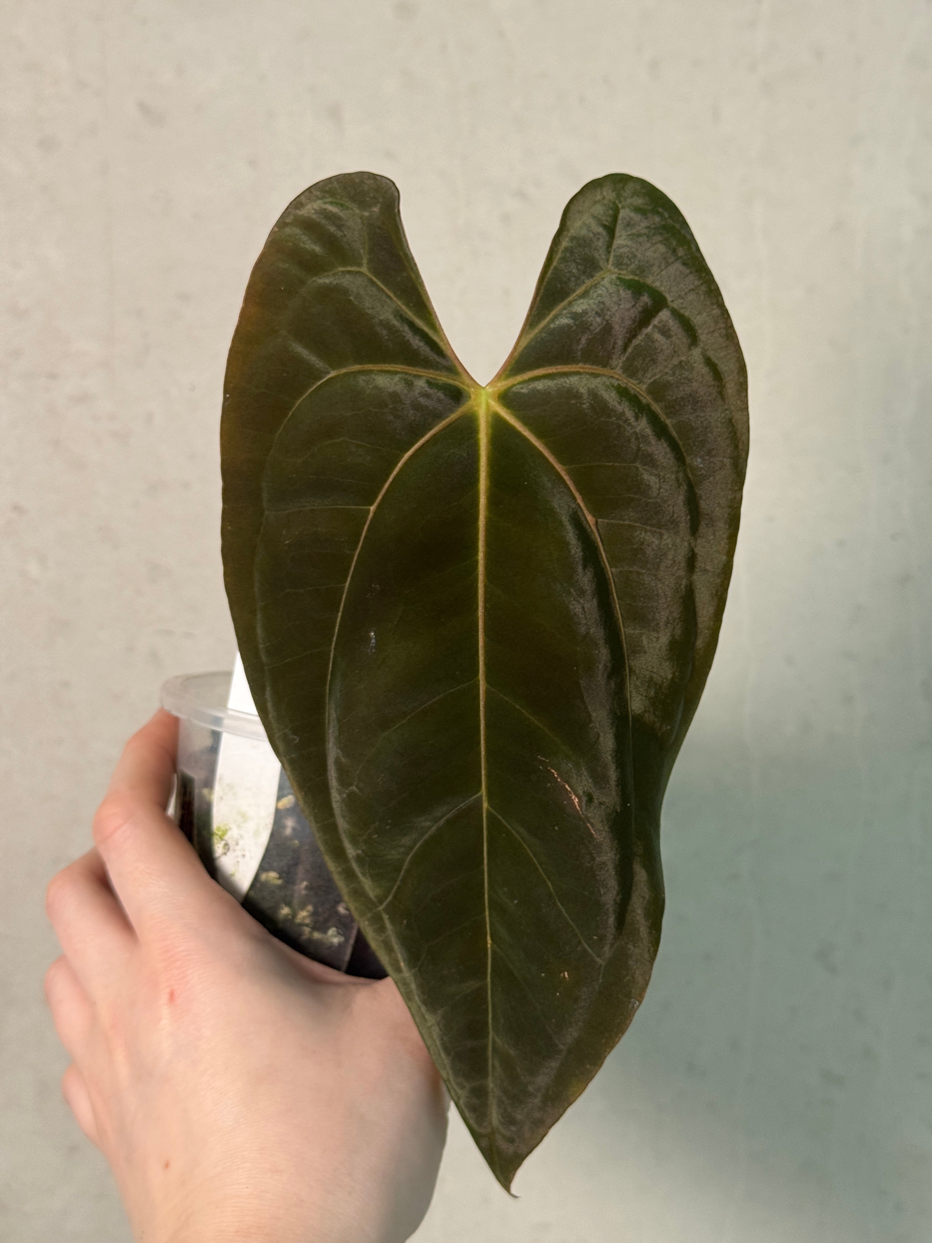 Anthurium Papillilaminum XOne x Goliath - Clone