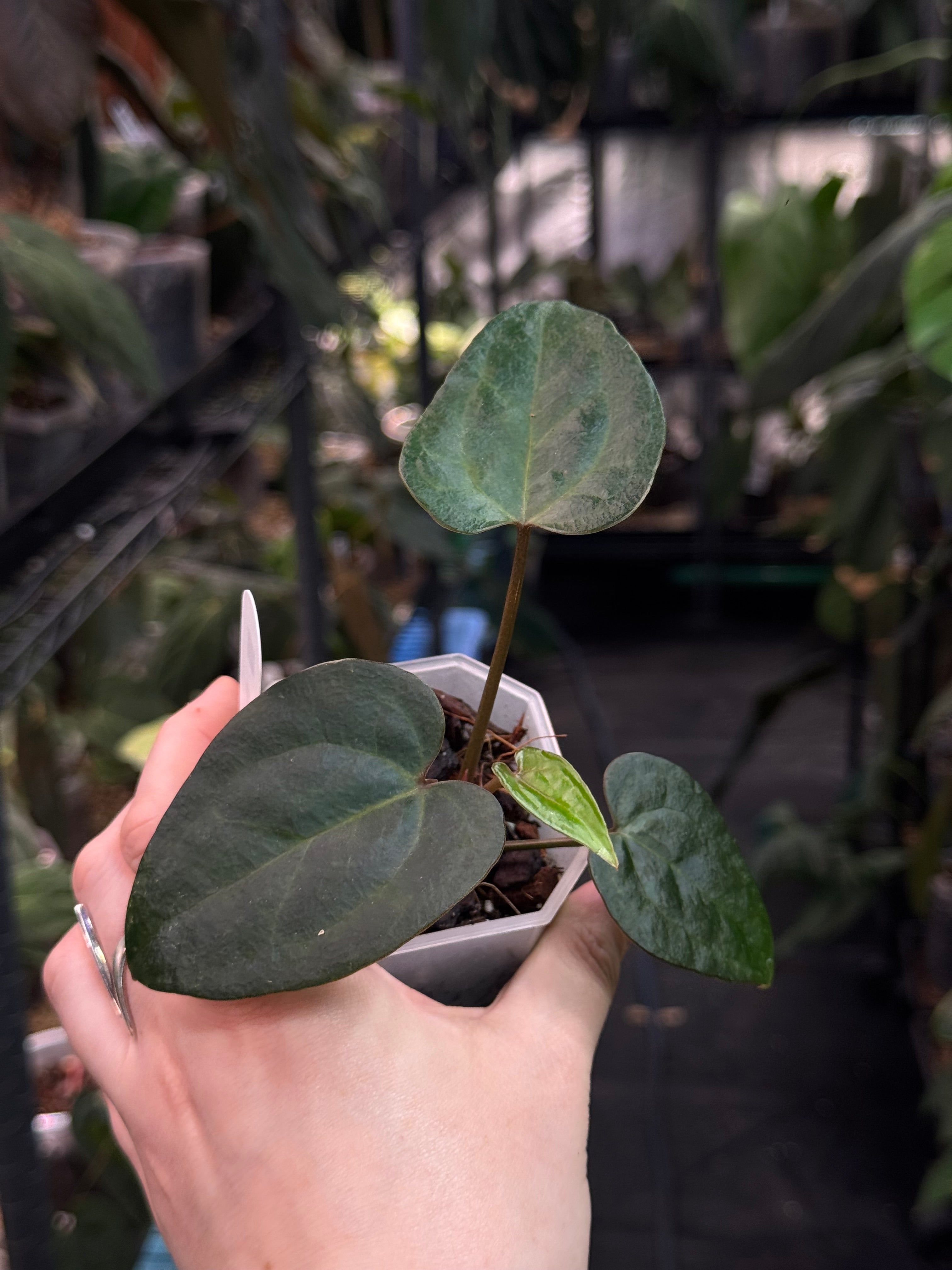 Anthurium Ace Of Spades Dark Form F1 (SKG)