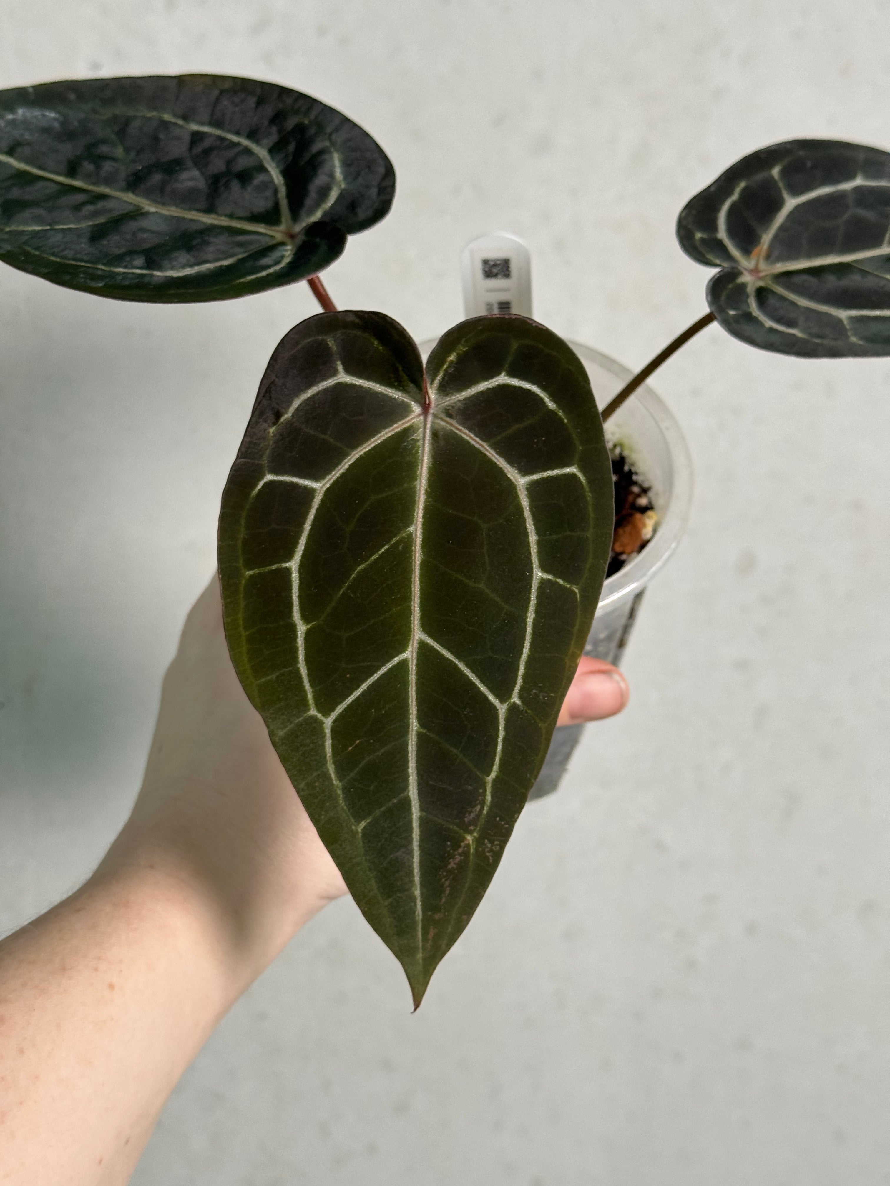 Anthurium Red Velvet Cake ‘24’ x Home, Sweet Home ‘32’ - Clone - SMUKHI