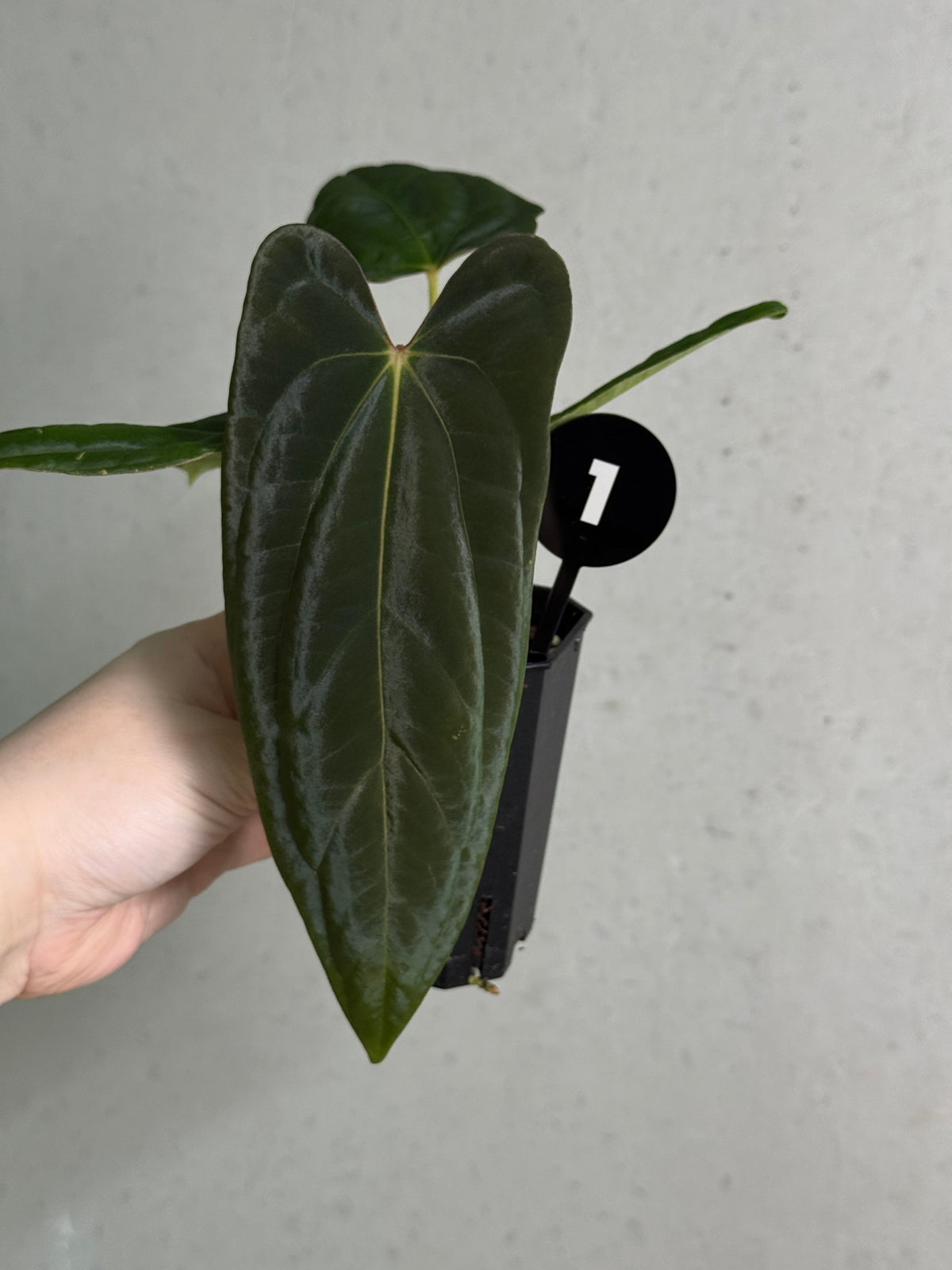 Anthurium Papillilaminum Ree Gardens x BVEP ('Round' x RA1)