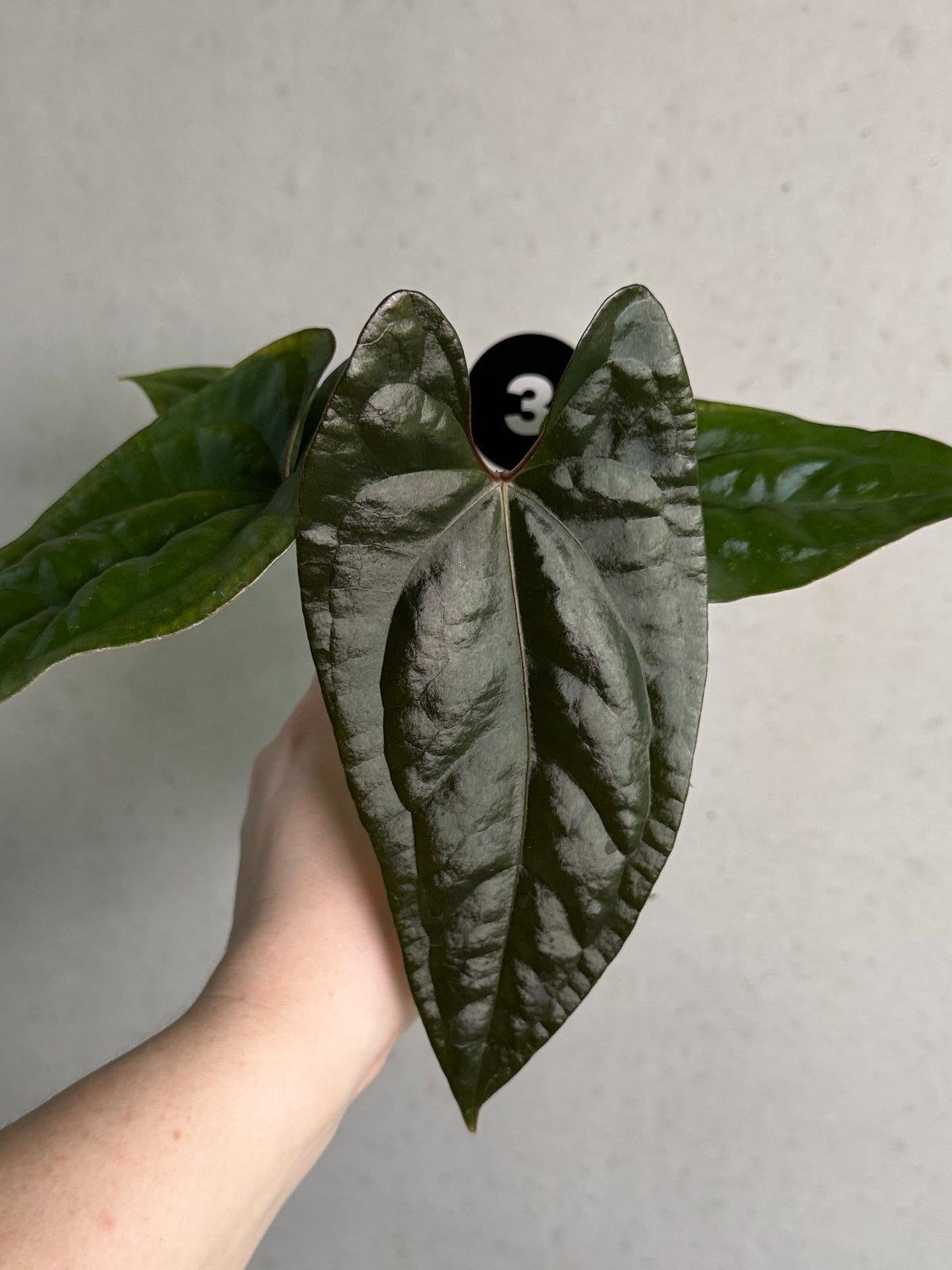 Dark Phoenix x Goliath anthurium plant from SMUKHI featuring glossy dark leaves and vibrant red spathes.