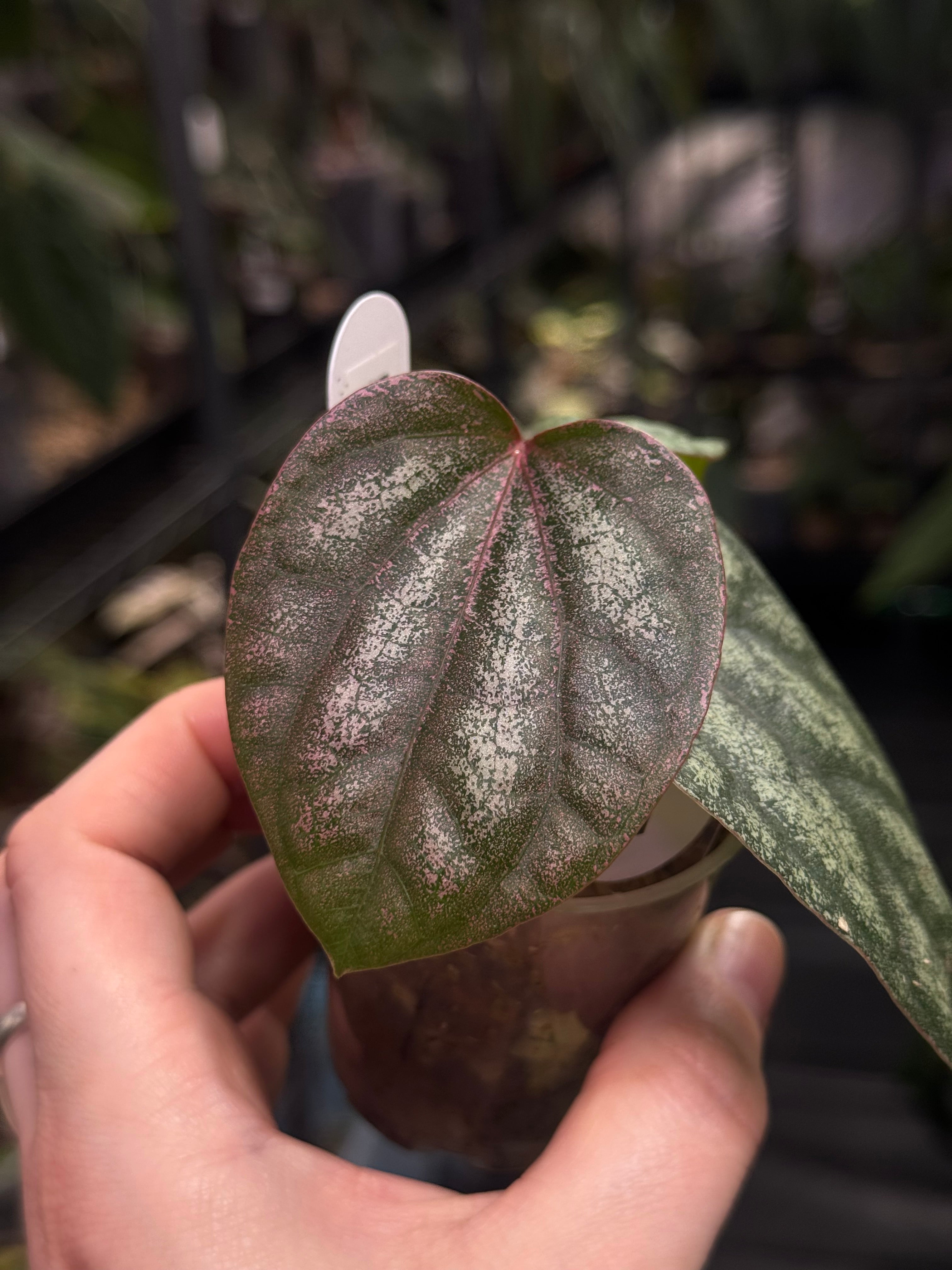 Piper Argyrites Pink
