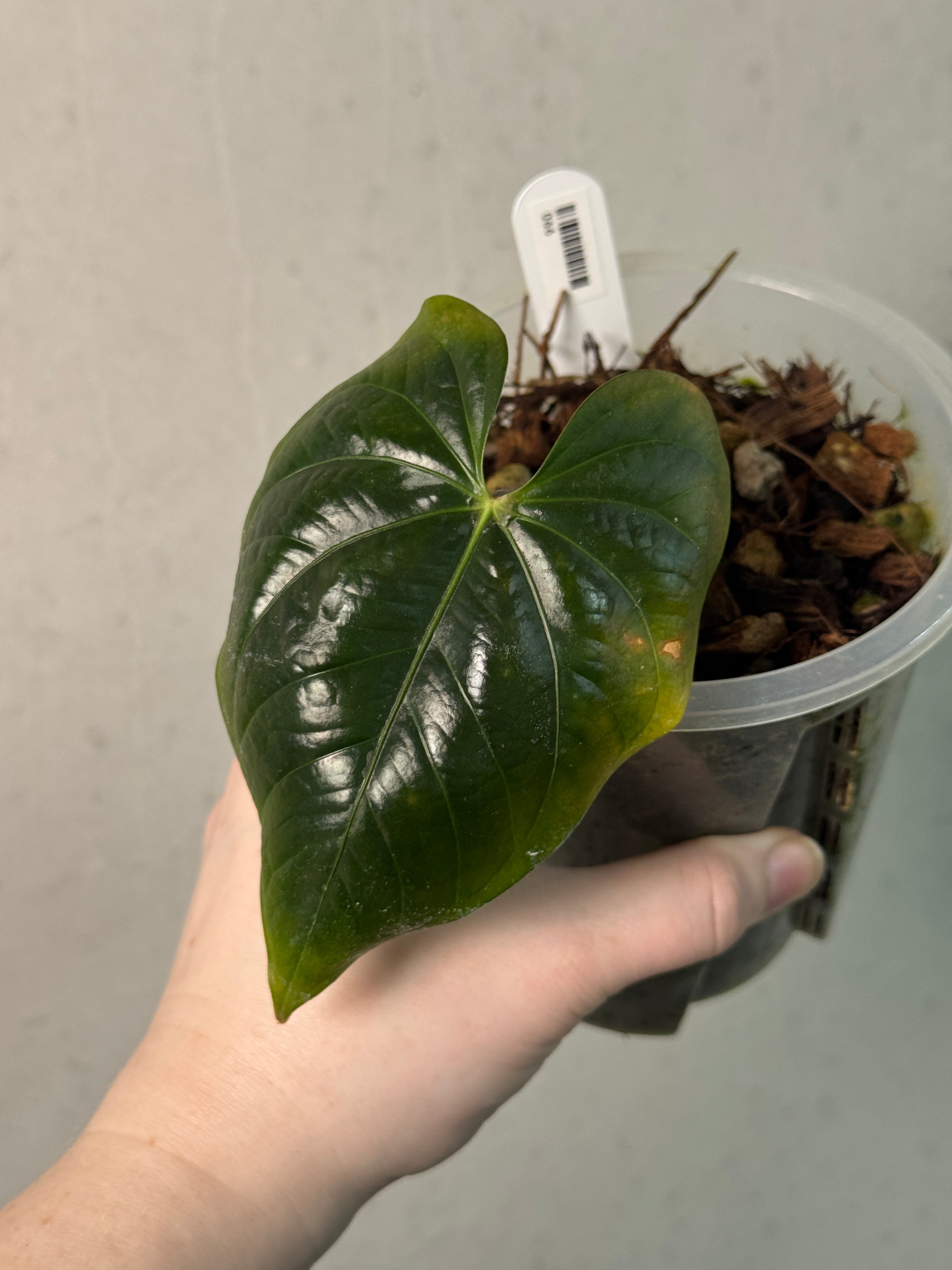 Anthurium Queen of Hearts - Clone - SMUKHI