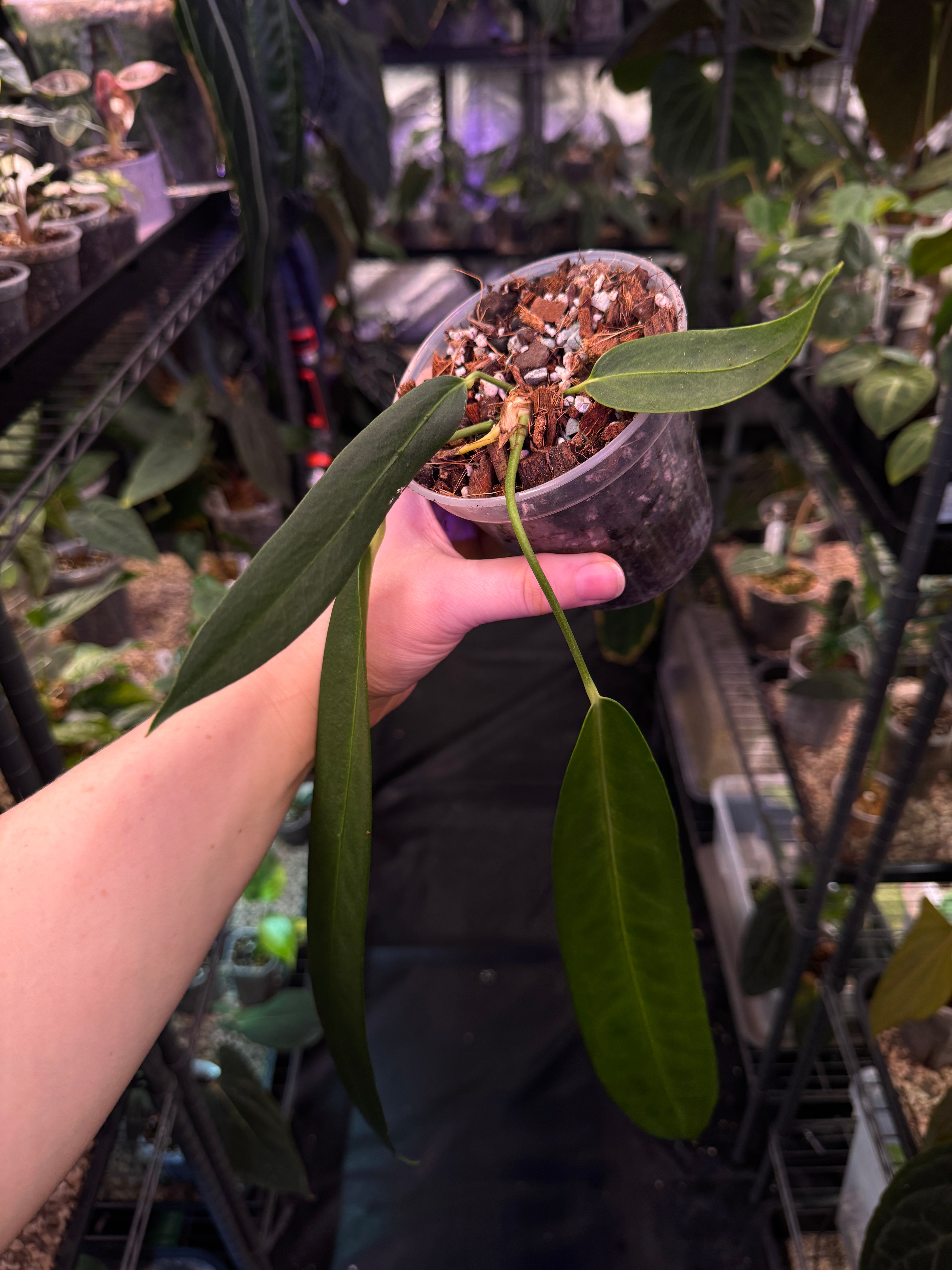 Anthurium Wendlingeri