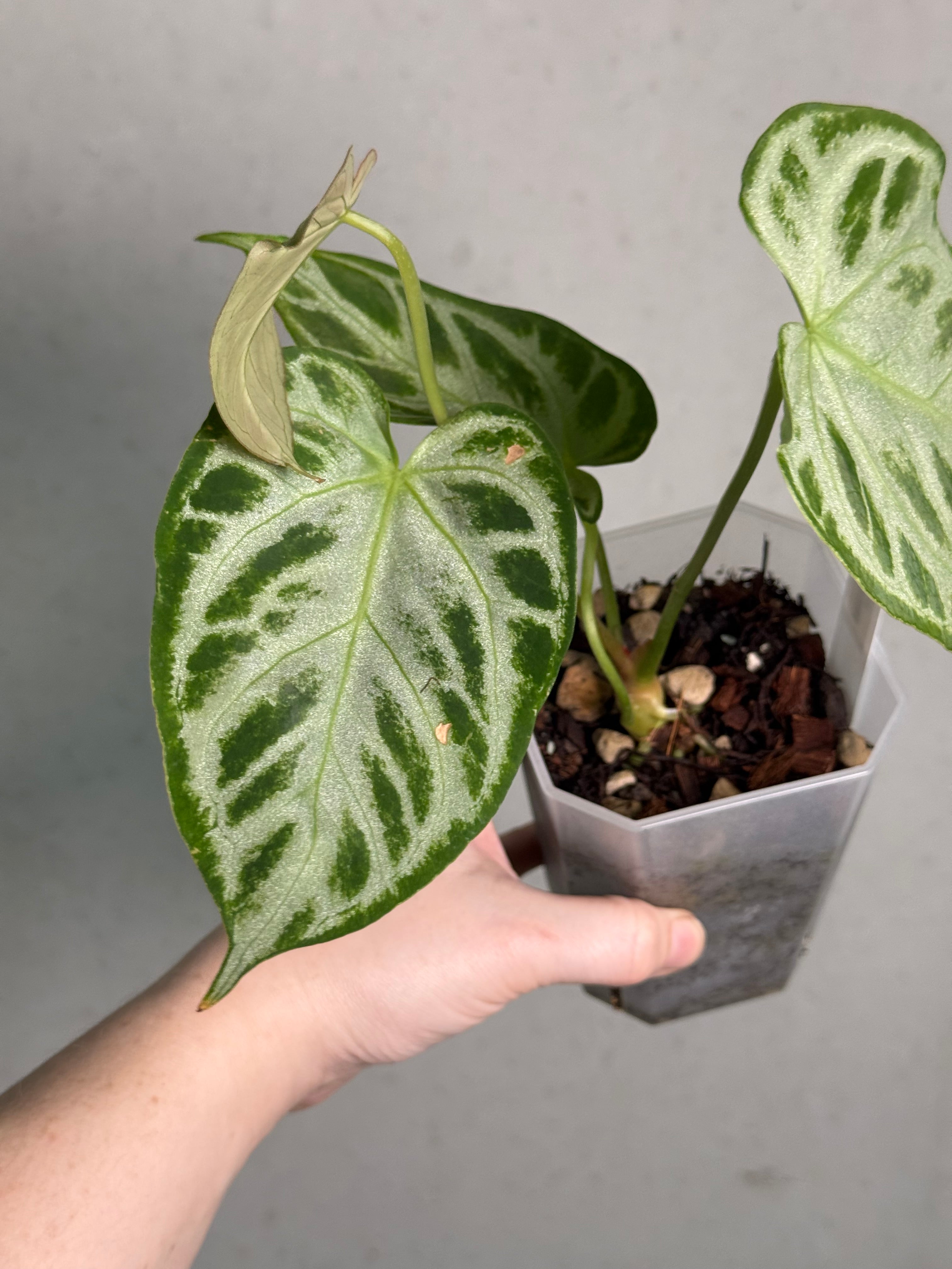 Anthurium 'Silver Blush'
