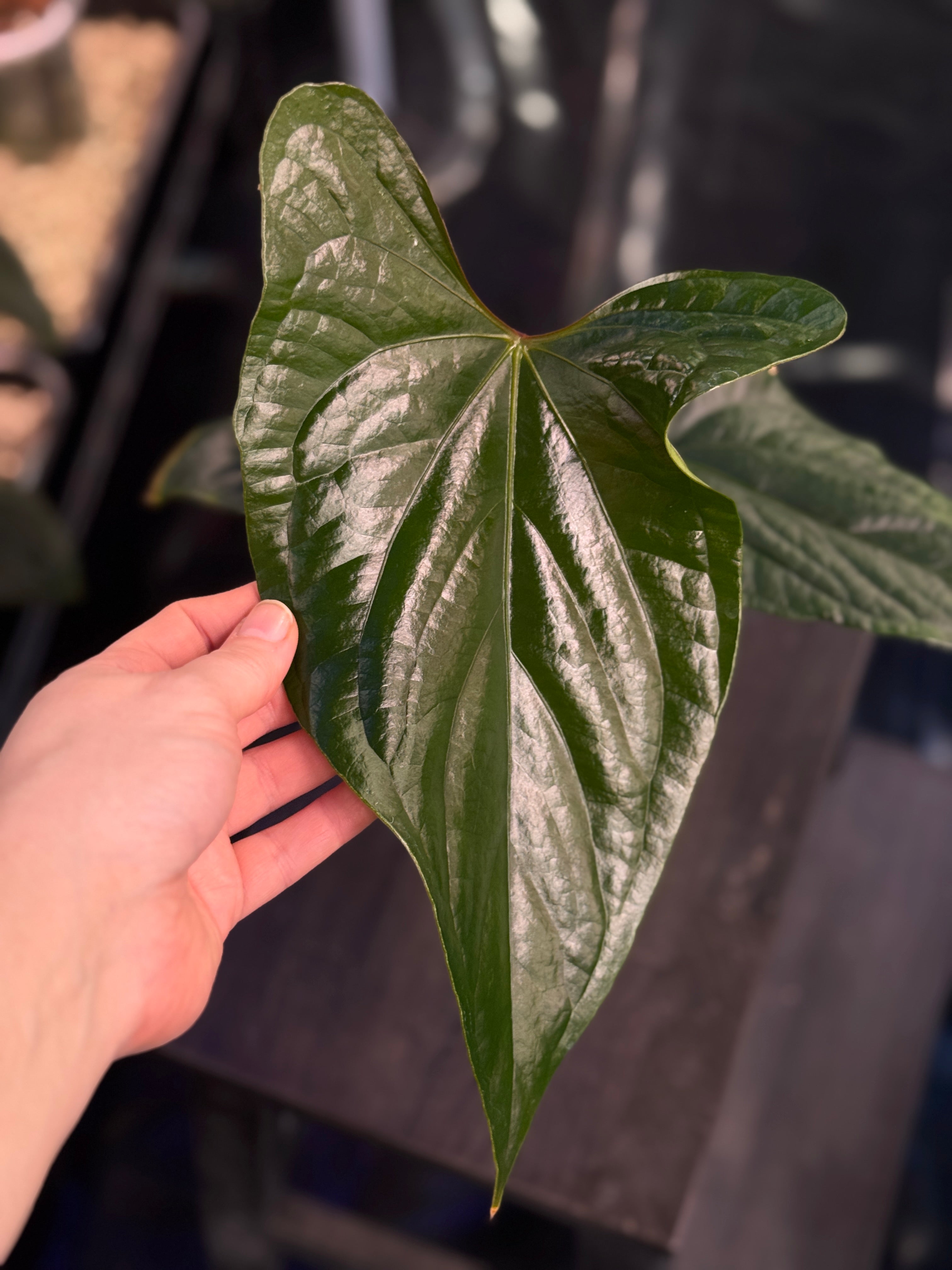 Anthurium Luxurians x cf. Nigrolaminum
