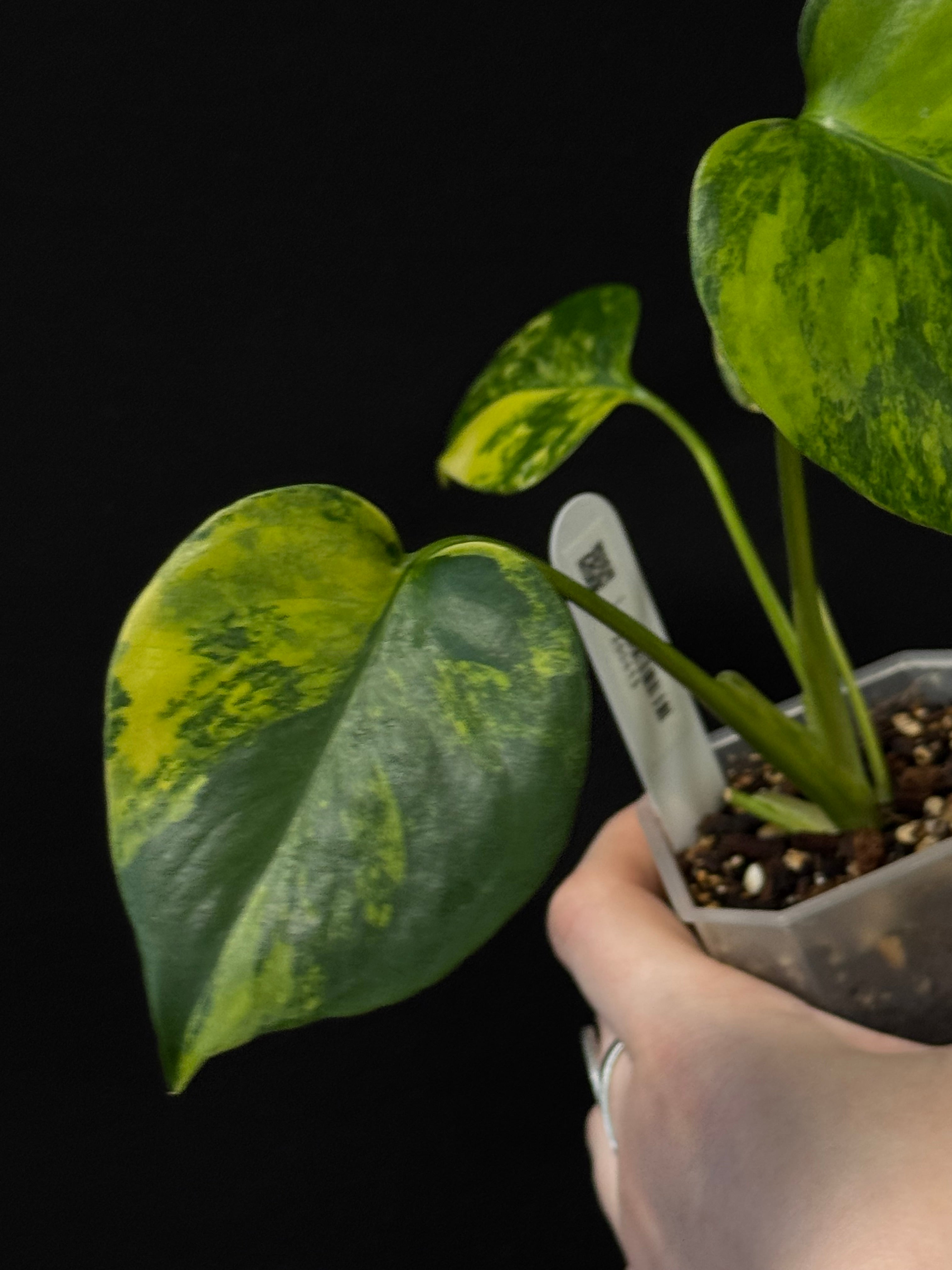 Monstera Yellow Marilyn