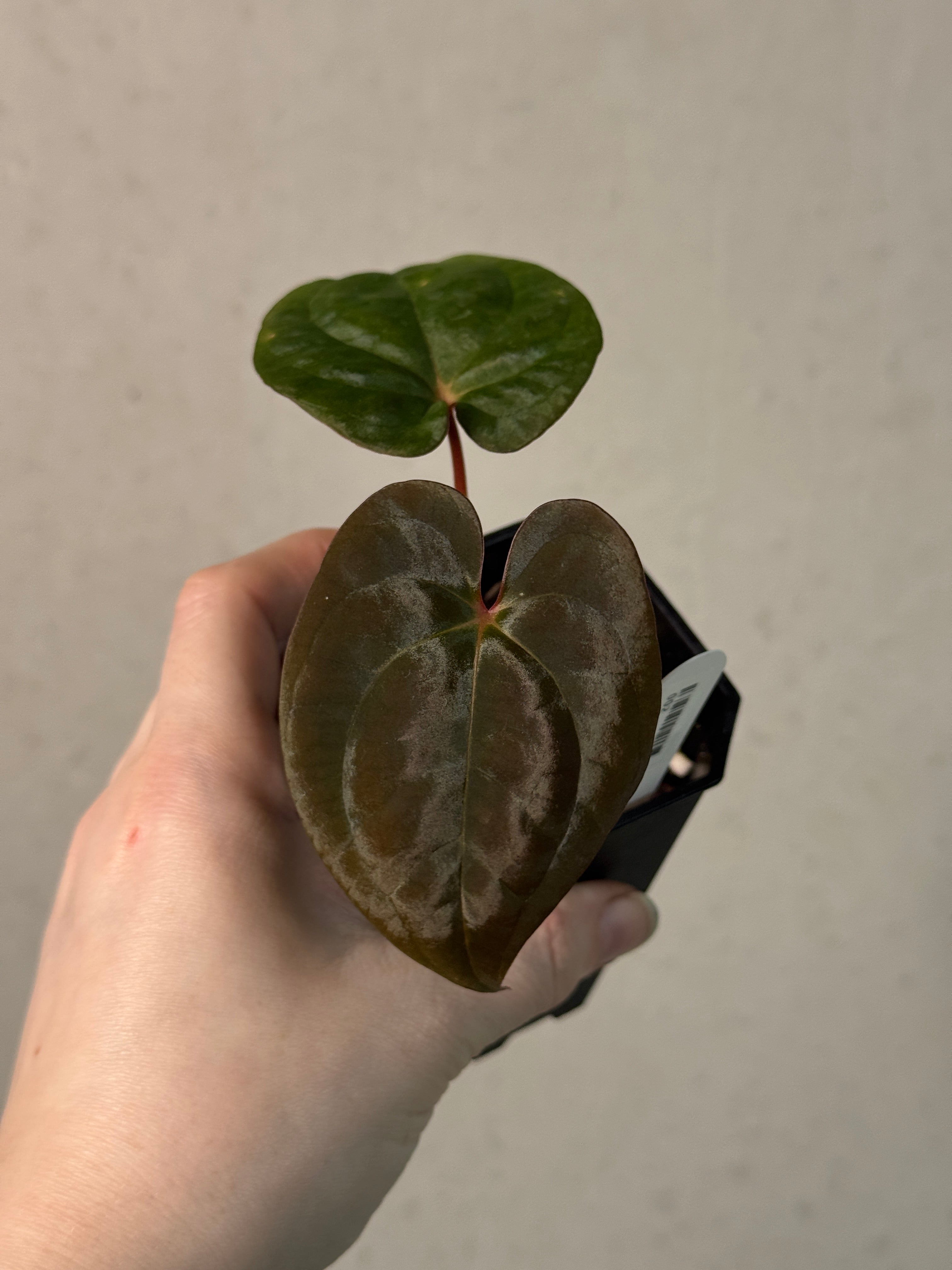 Anthurium Papillilaminum RA4 S1 x 'Vanderbilt' - Clone