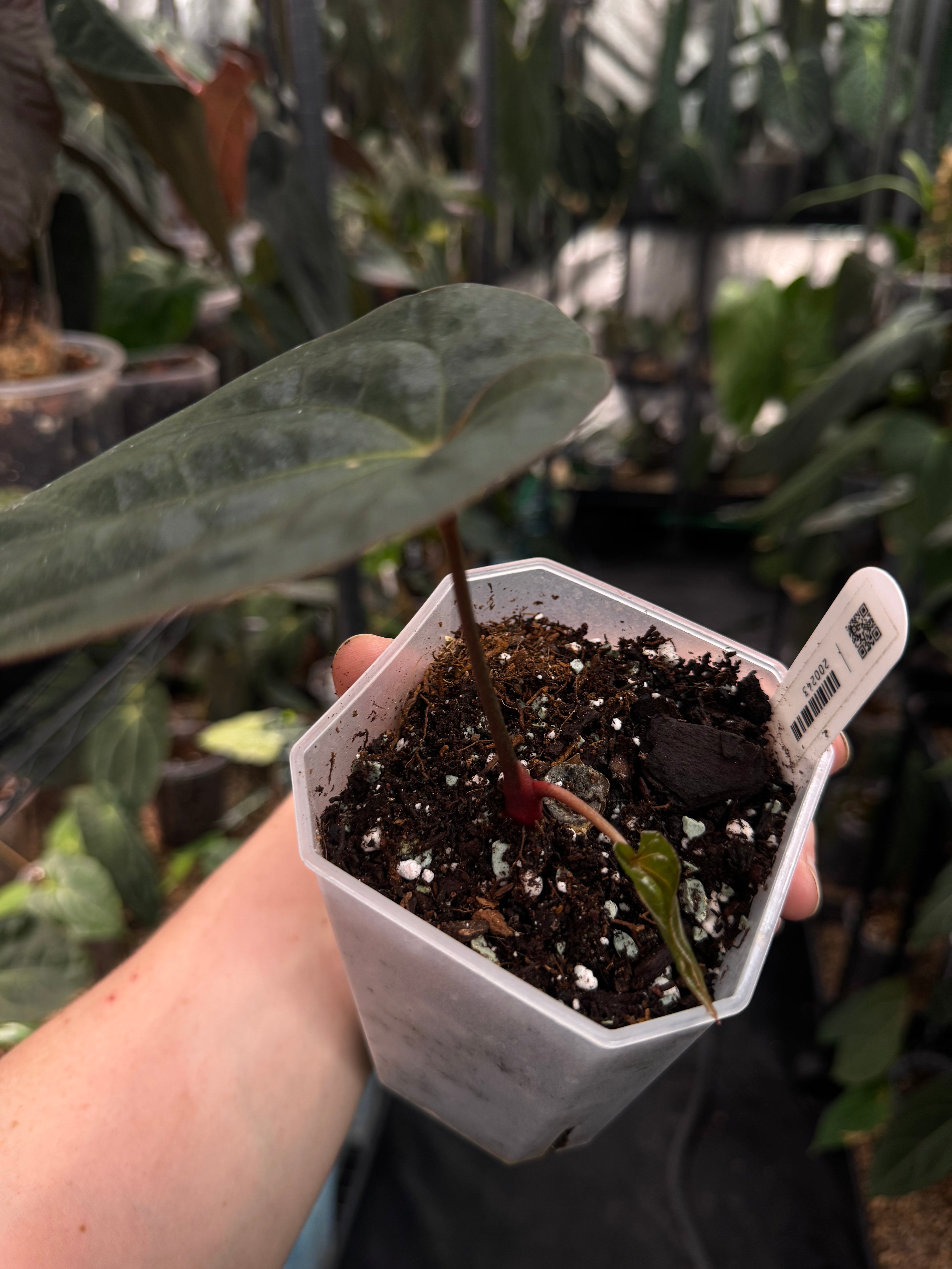 Anthurium Antolakii / BVEP Round x Felix