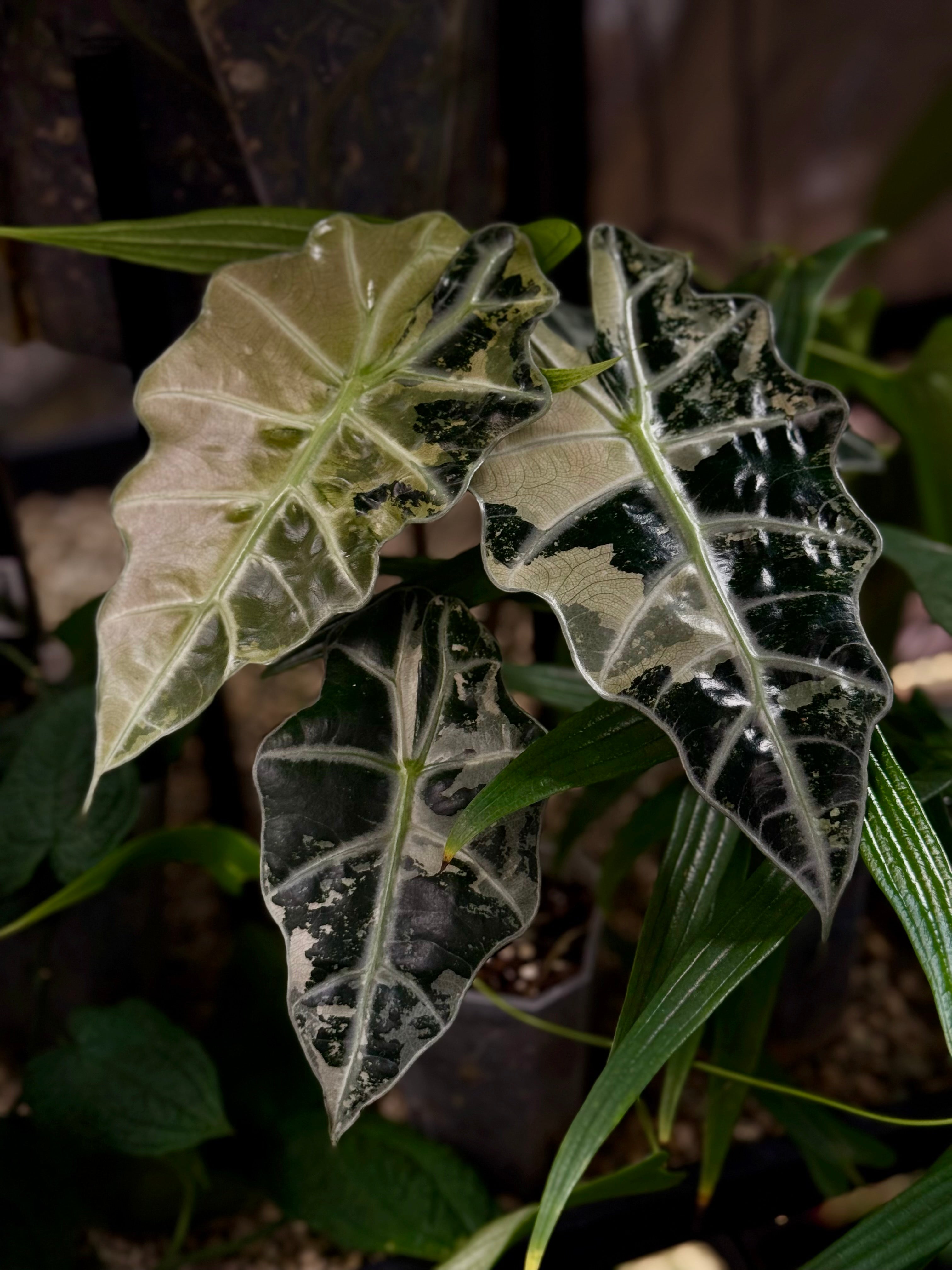 NFS: Alocasia Polly Variegata